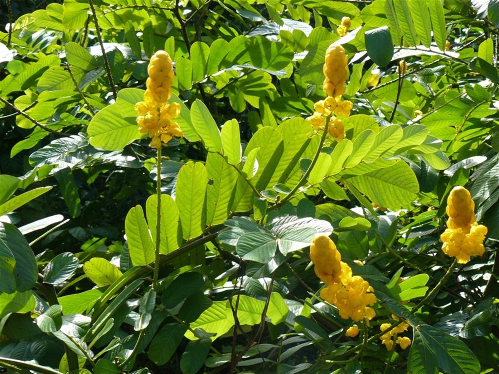 Colori di Moorea