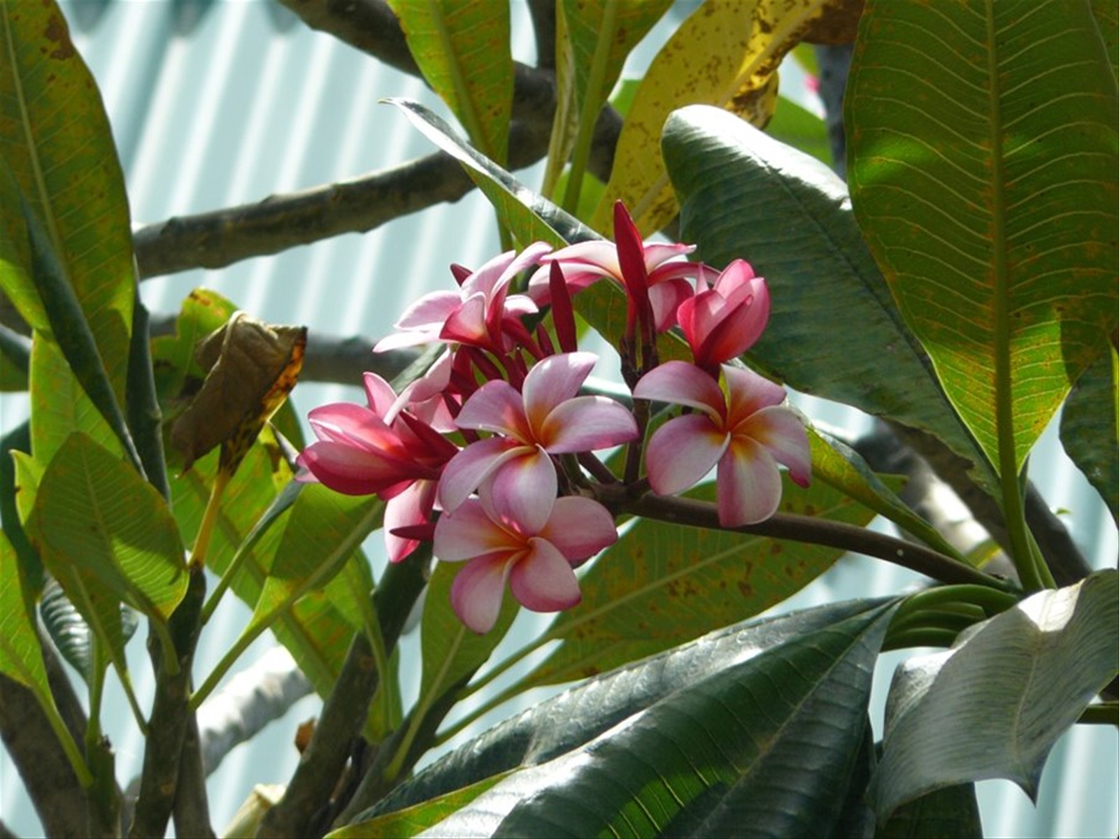 Frangipani