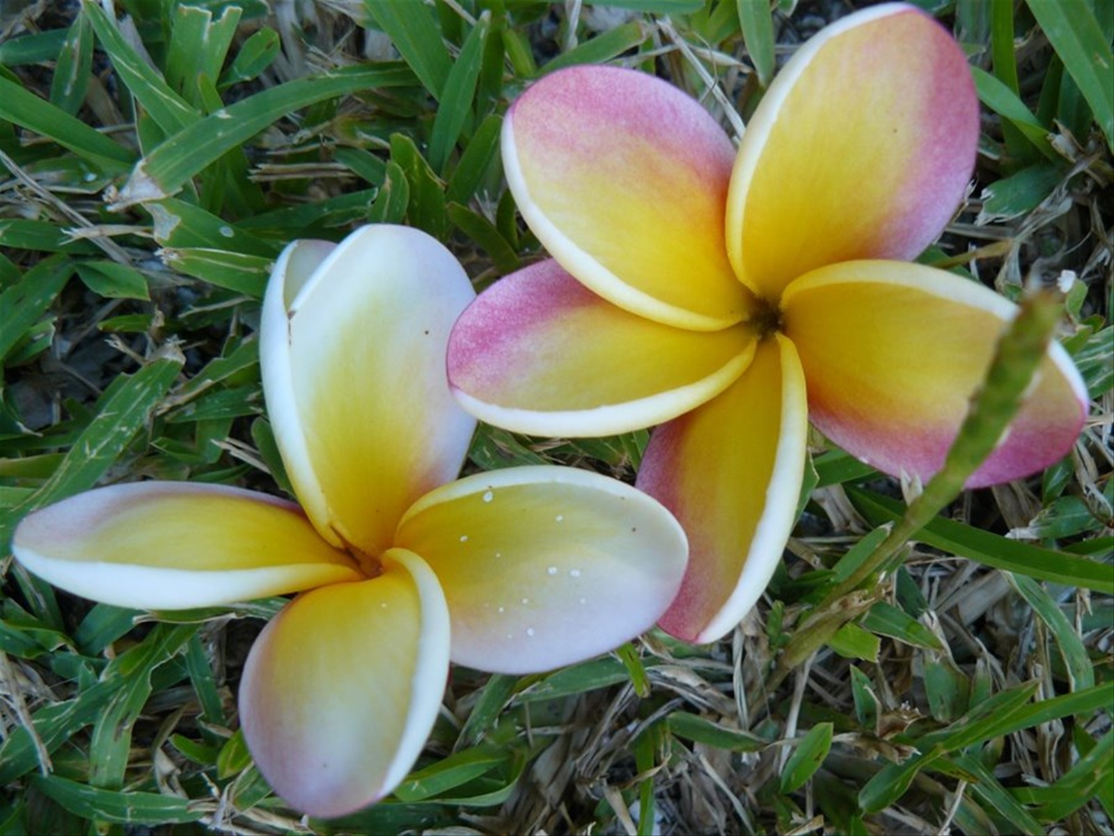 Frangipani