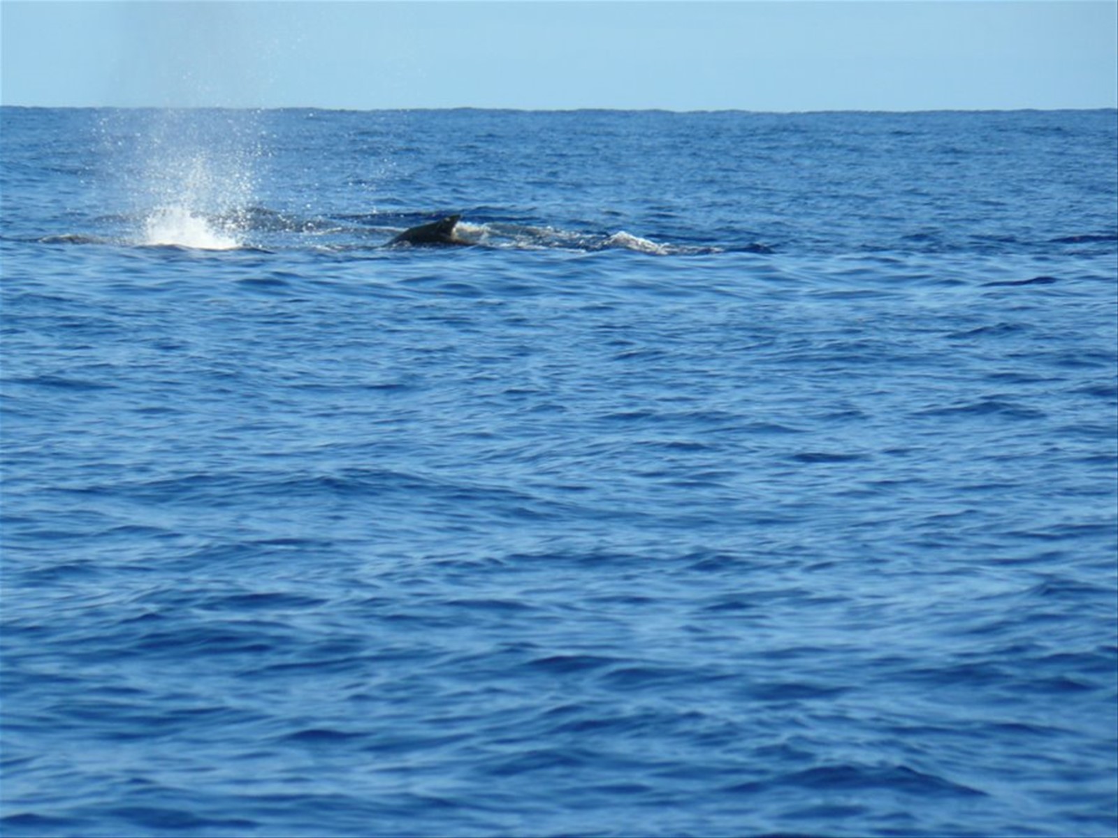 Inseguendo le balene..
