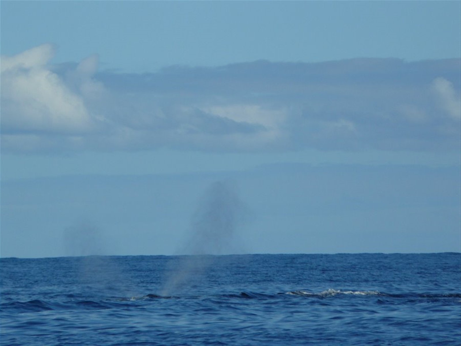 Inseguendo le balene..