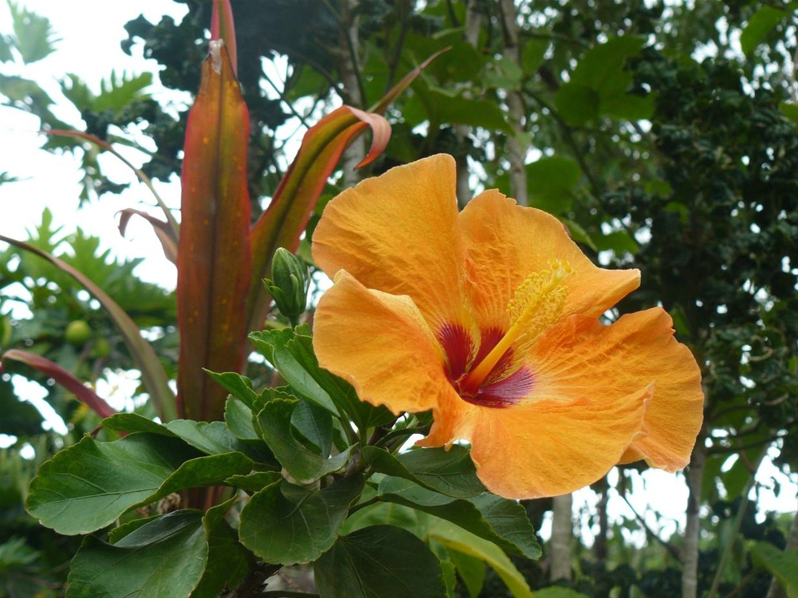 Moorea Tropical Garden