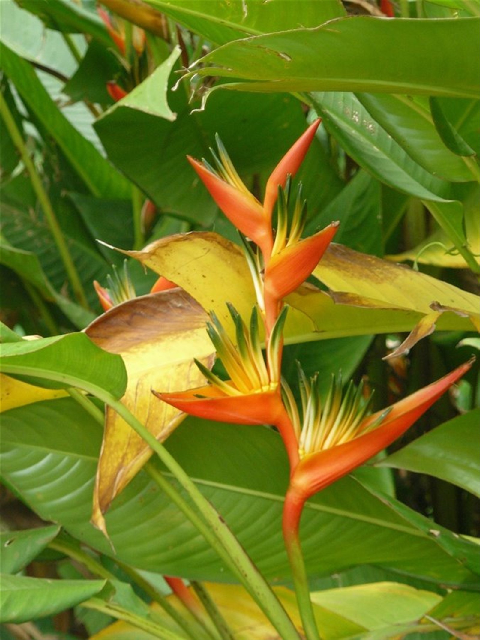 Moorea Tropical Garden