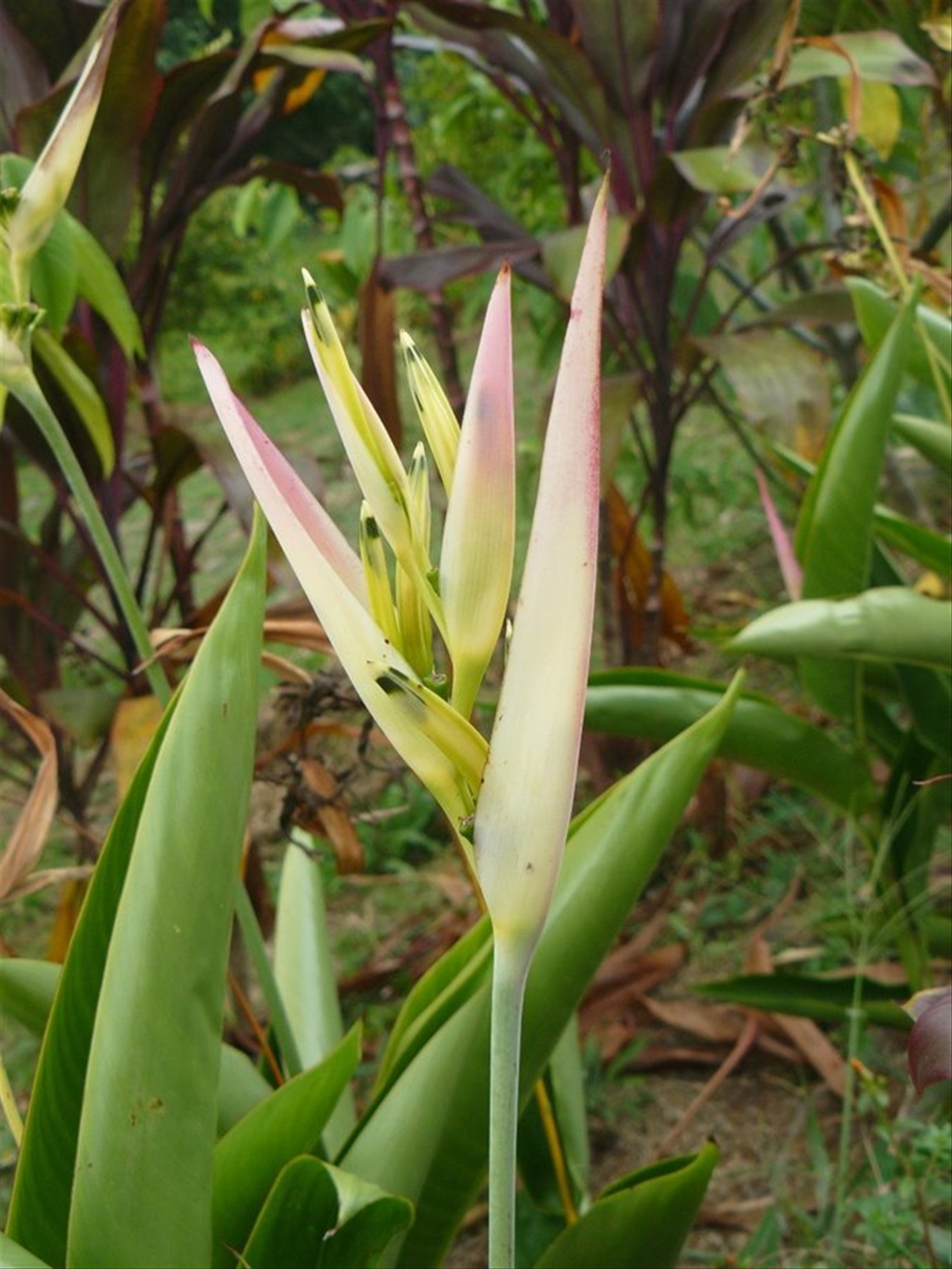 Moorea Tropical Garden
