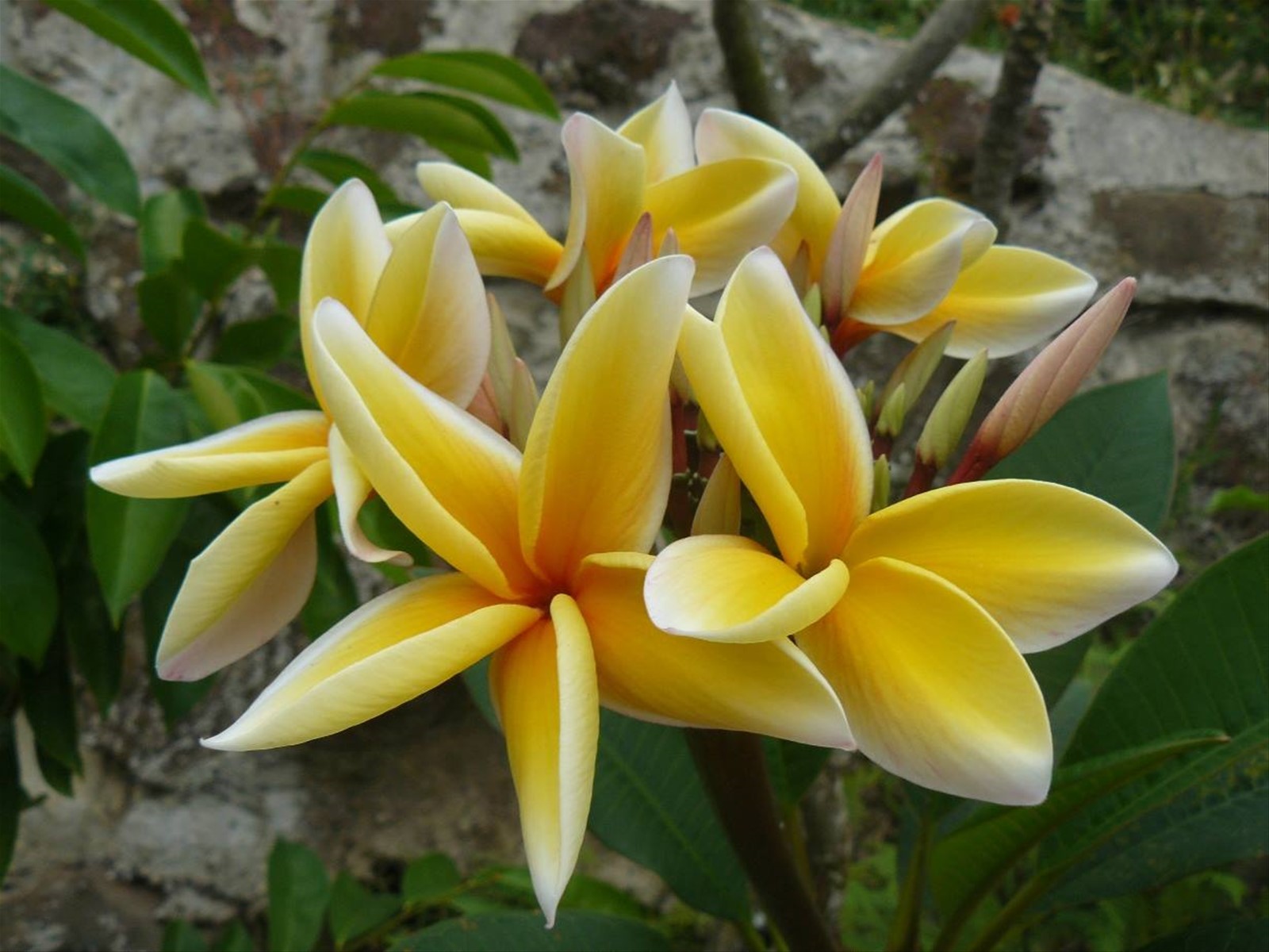 Moorea Tropical Garden