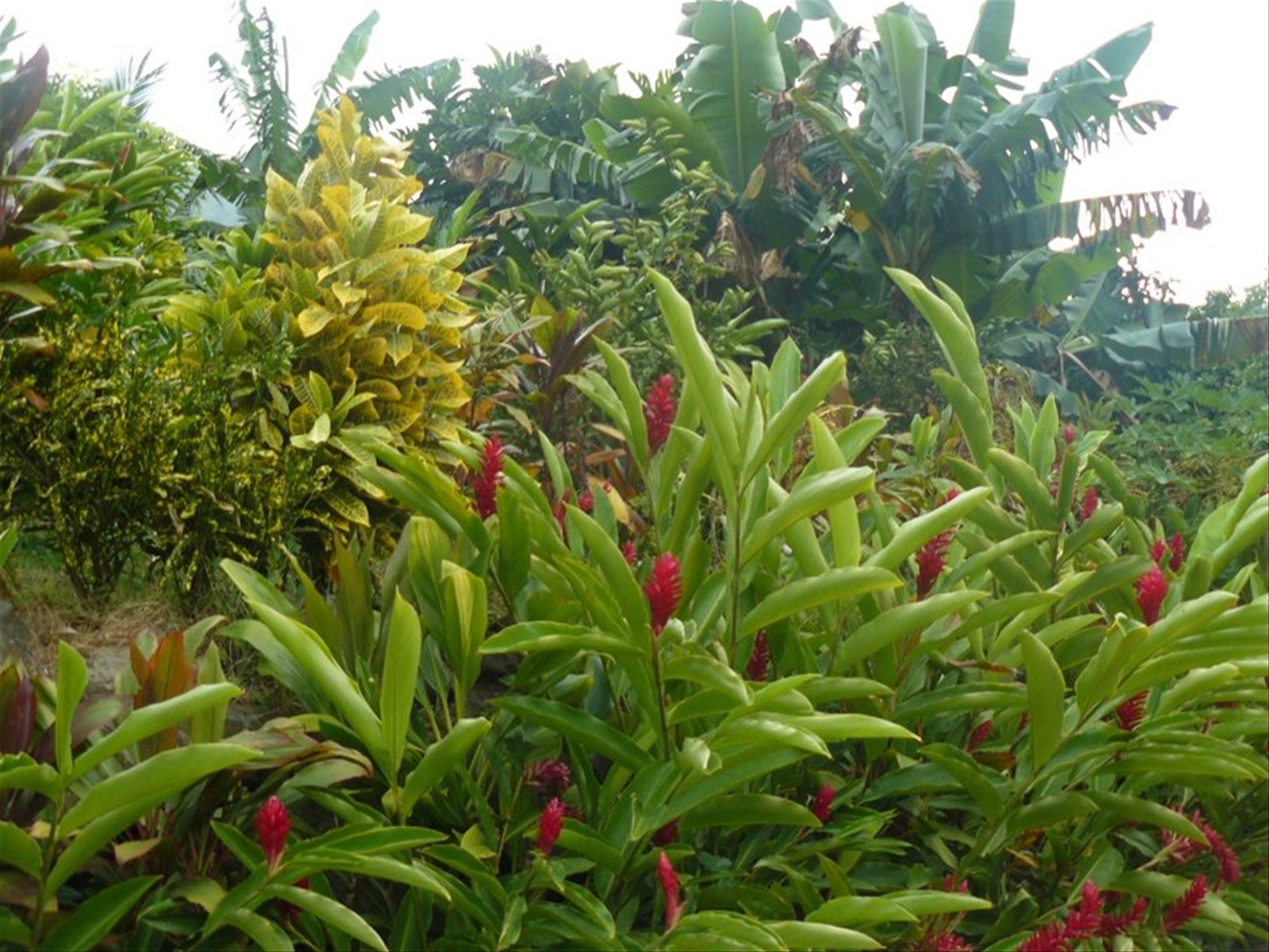 Moorea Tropical Garden