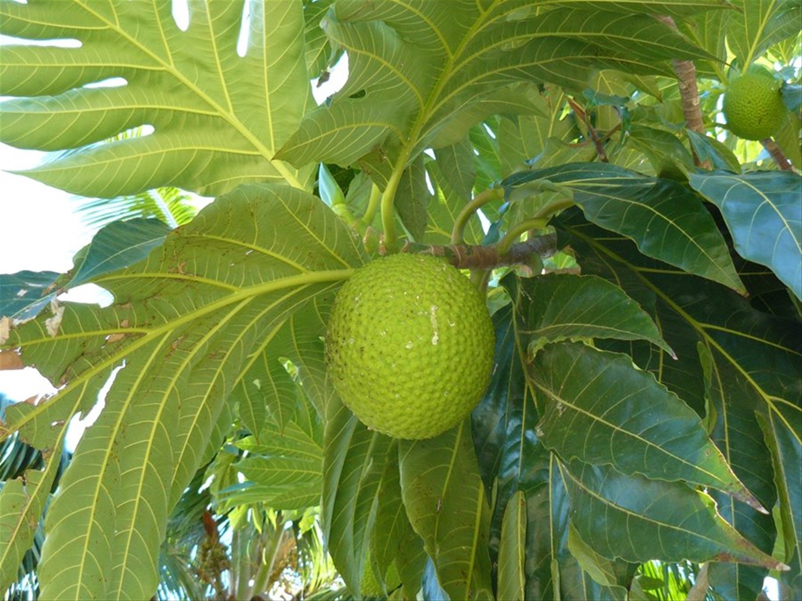 L'albero del pane