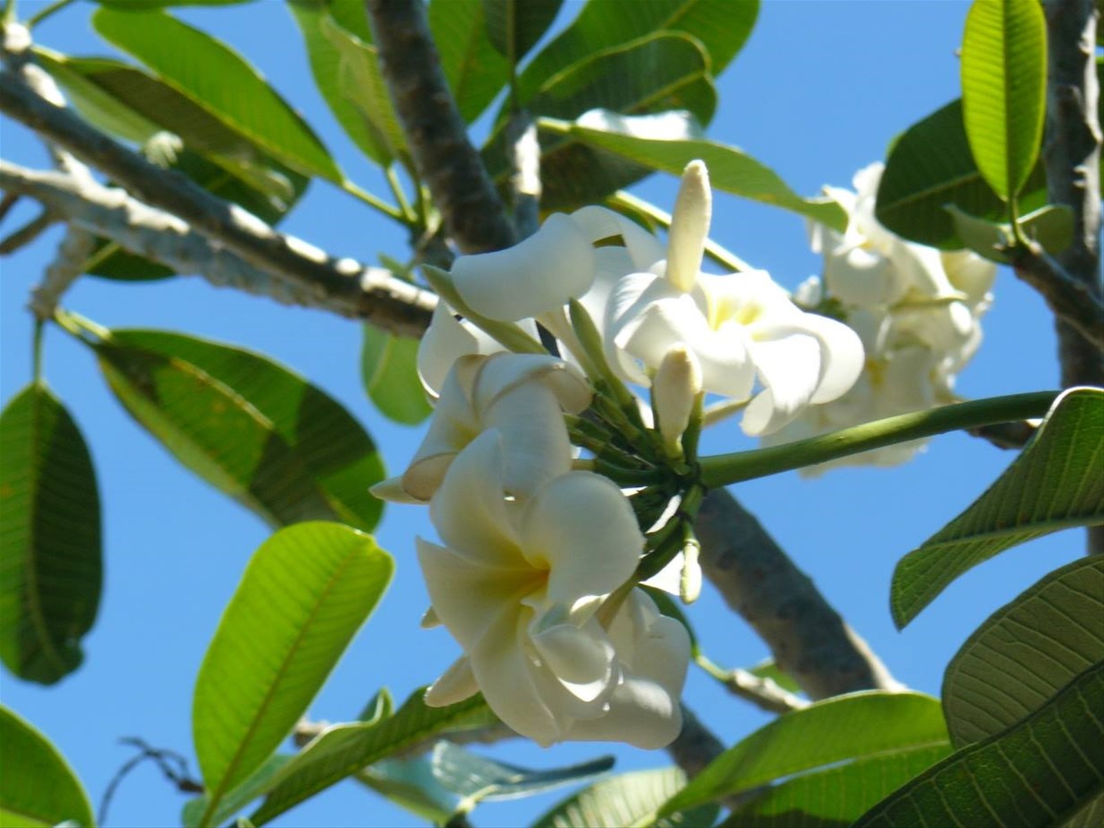 Profumi di Moorea