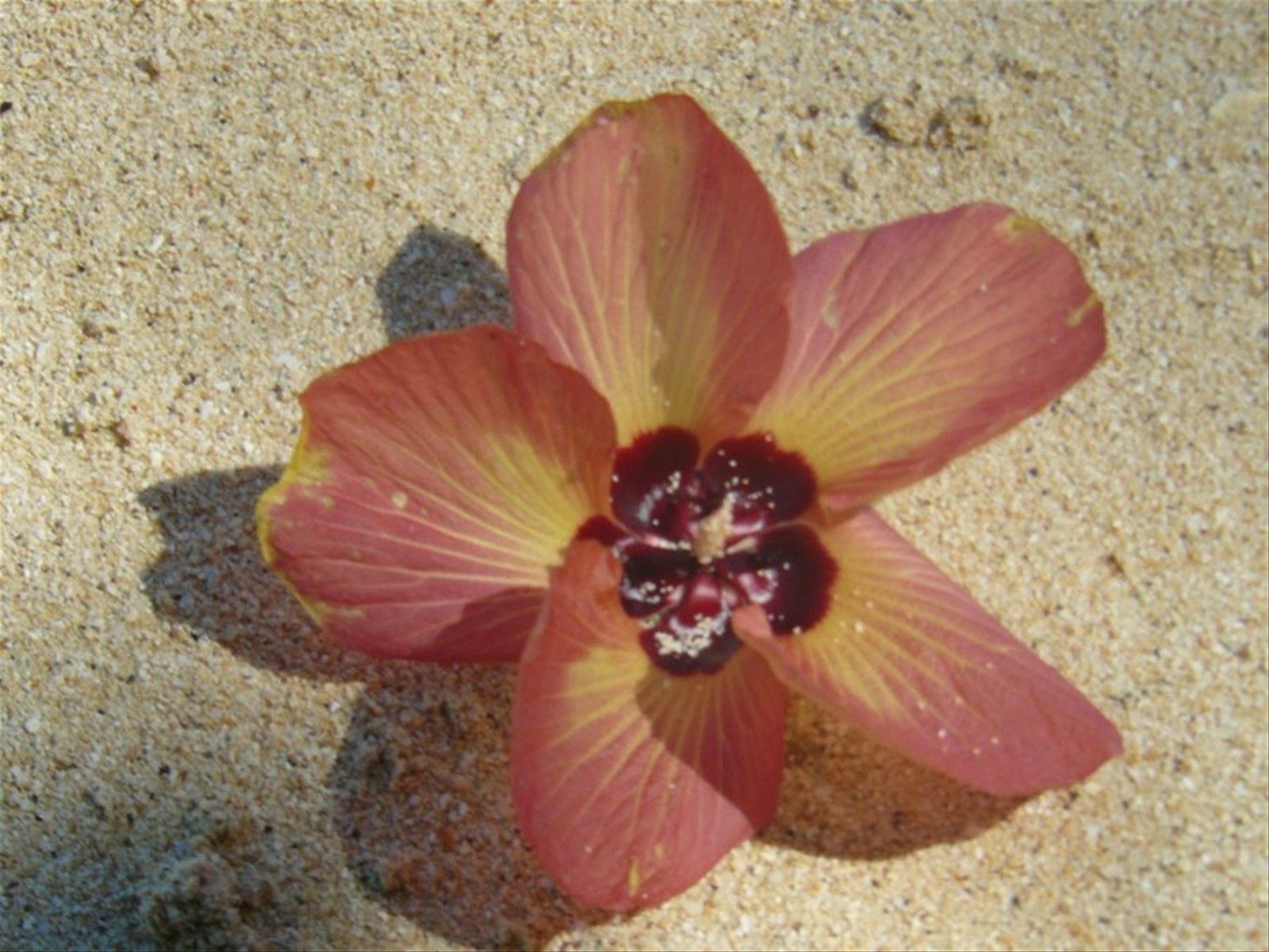 Ibiscus Rosa