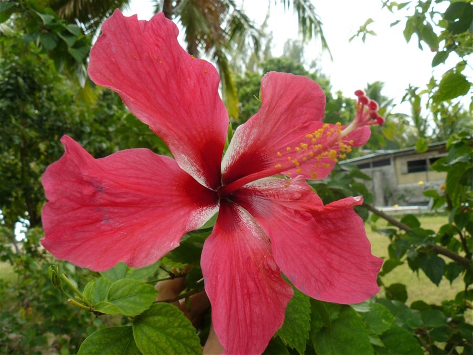 Ibiscus Rosso
