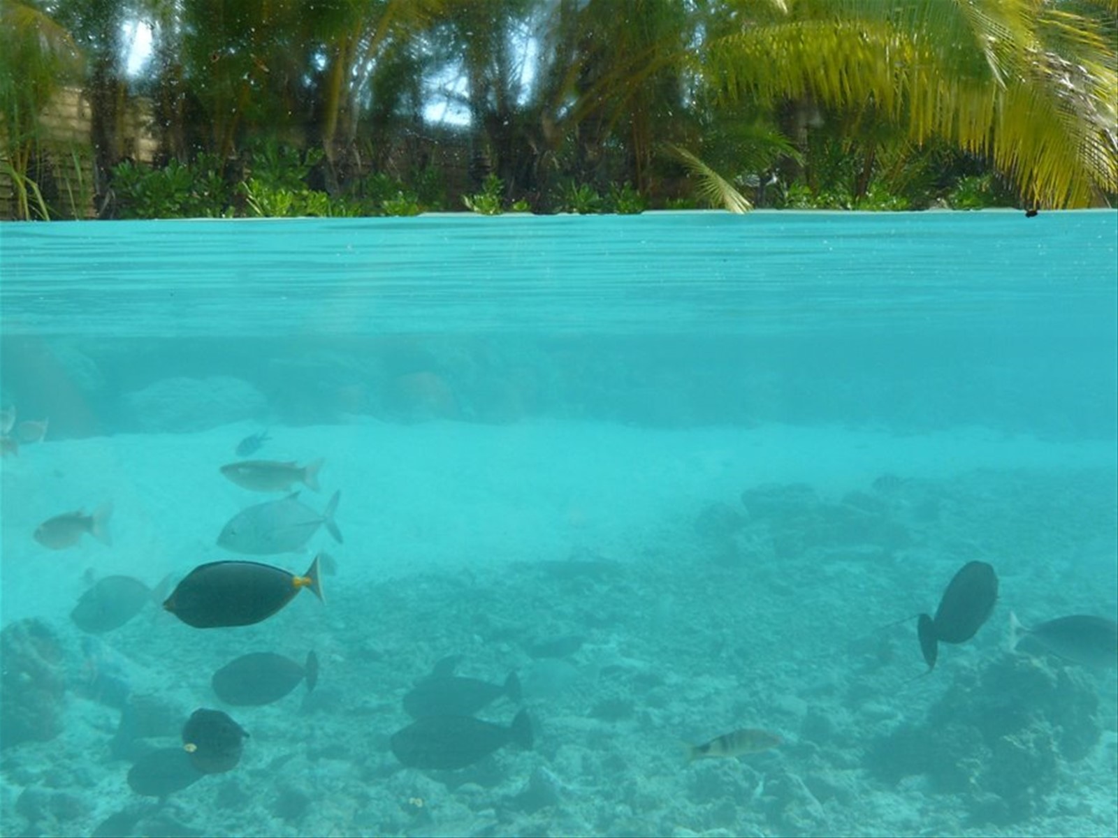 Le Meridien Bora Bora - Laguna Interna