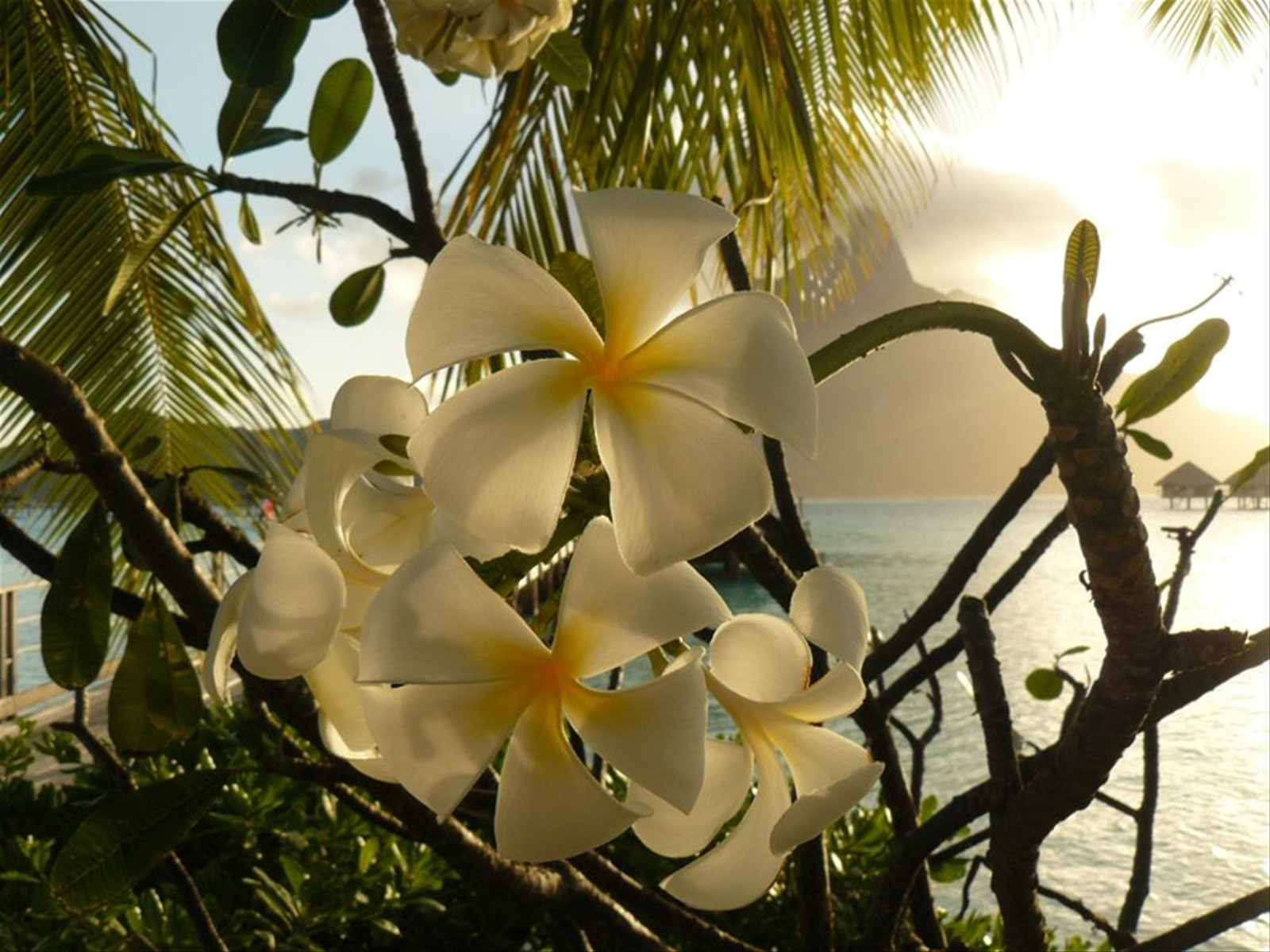 Le Meridien Bora Bora - Laguna Interna