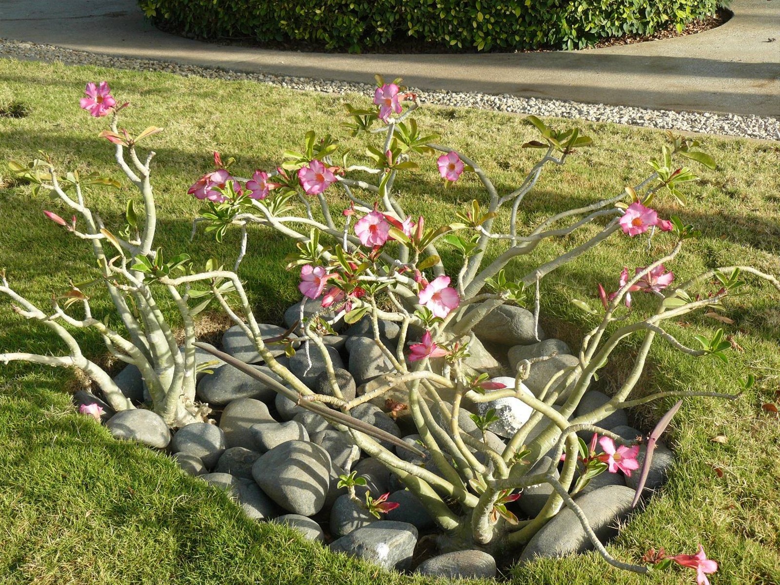 Terrou-Bi