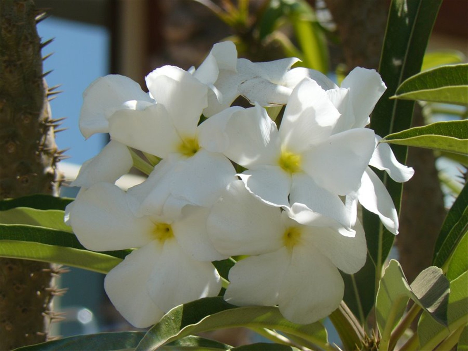 Fiori al Terrou-Bi