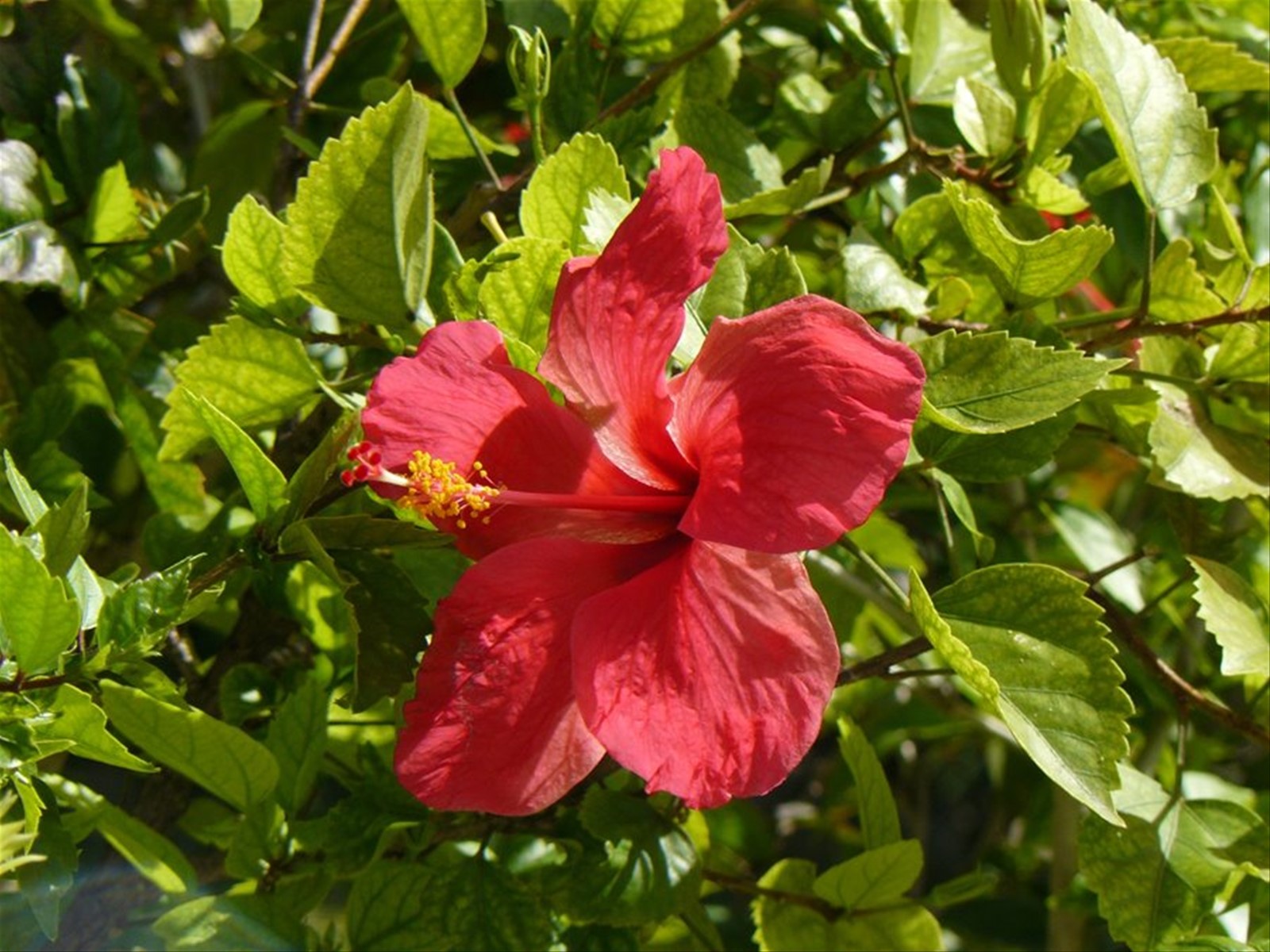 SkyBlue GuestHouse - Il nostro giardino