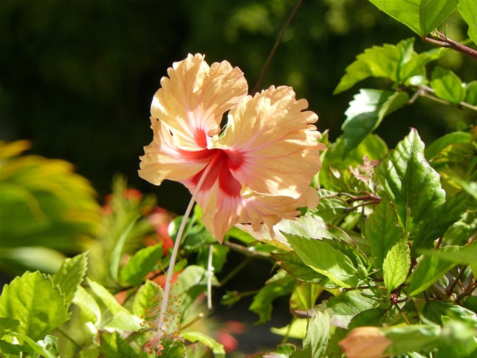 SkyBlue GuestHouse - Il nostro giardino