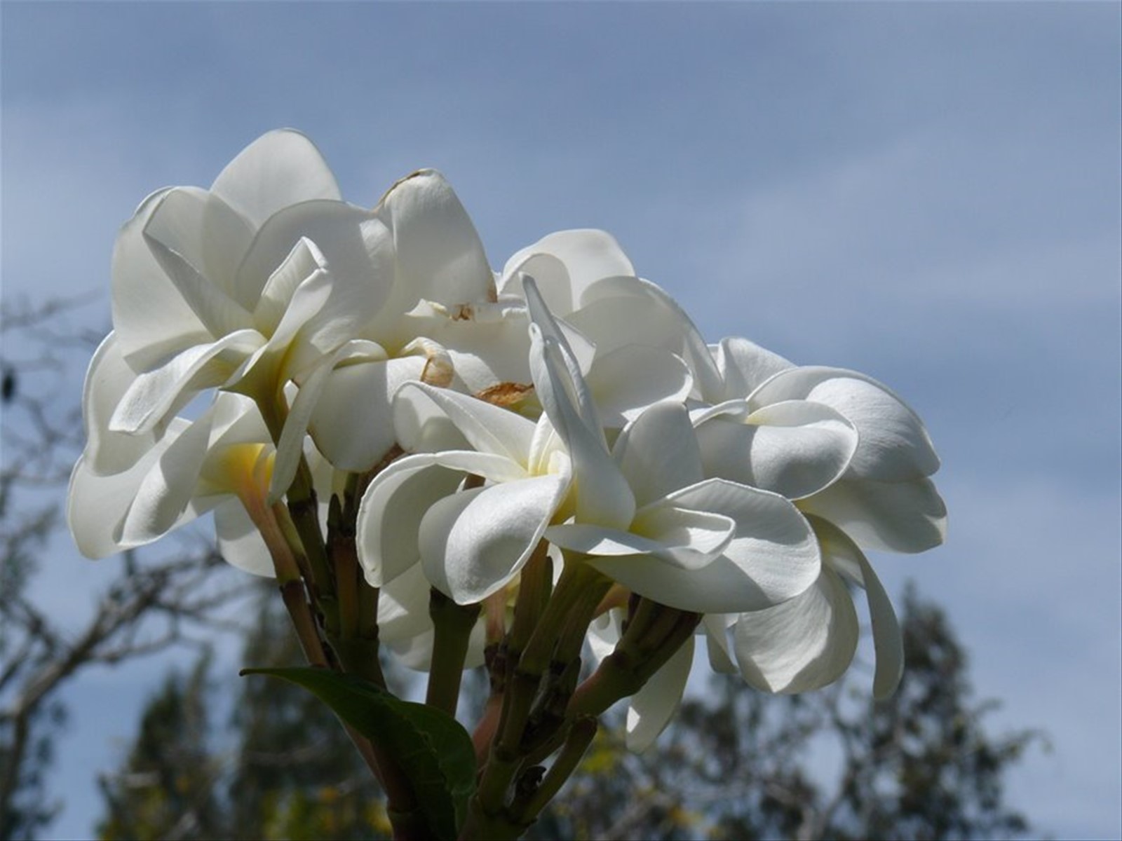 SkyBlue GuestHouse - Il nostro giardino