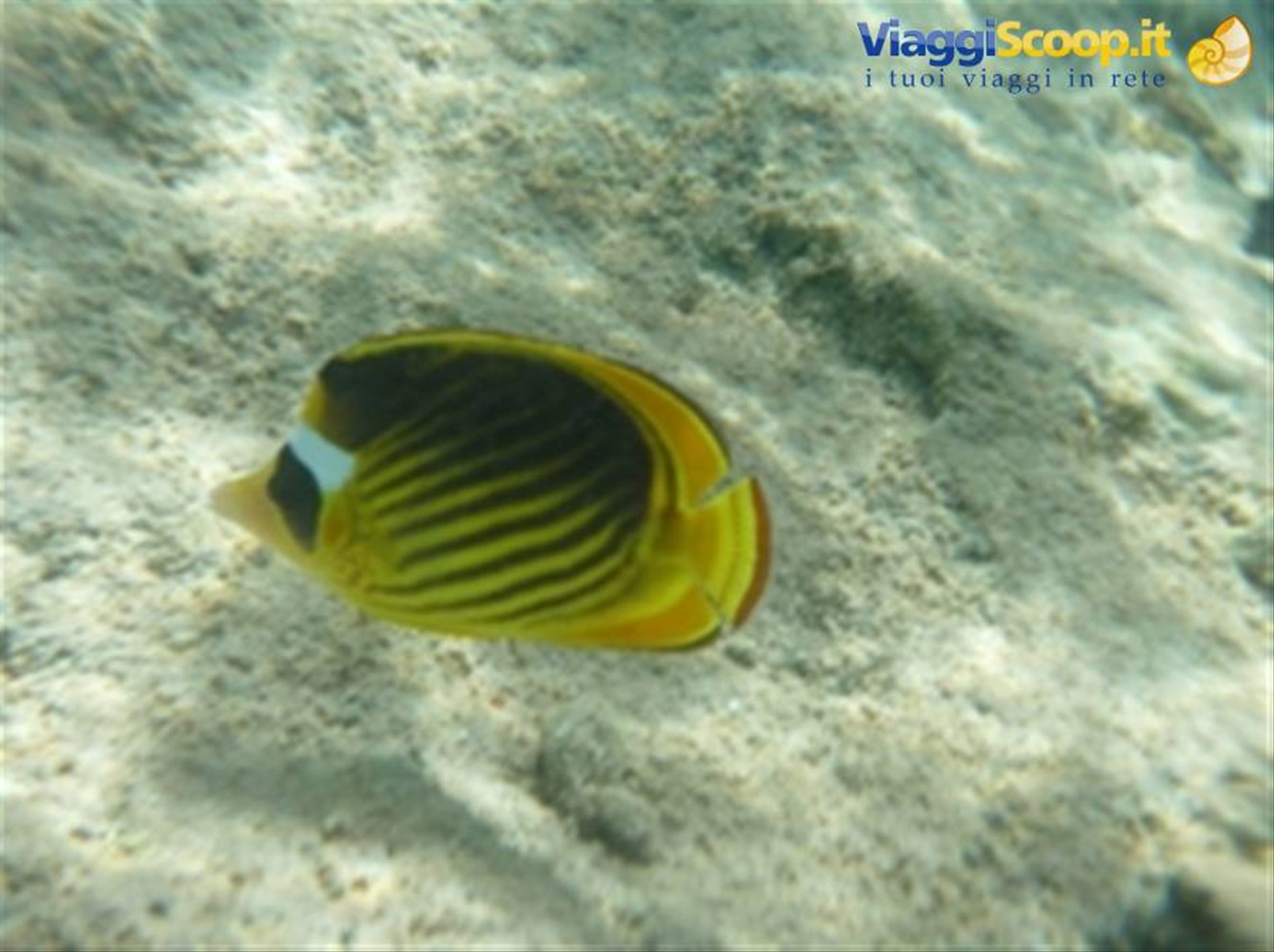 Meraviglie del. Mar Rosso