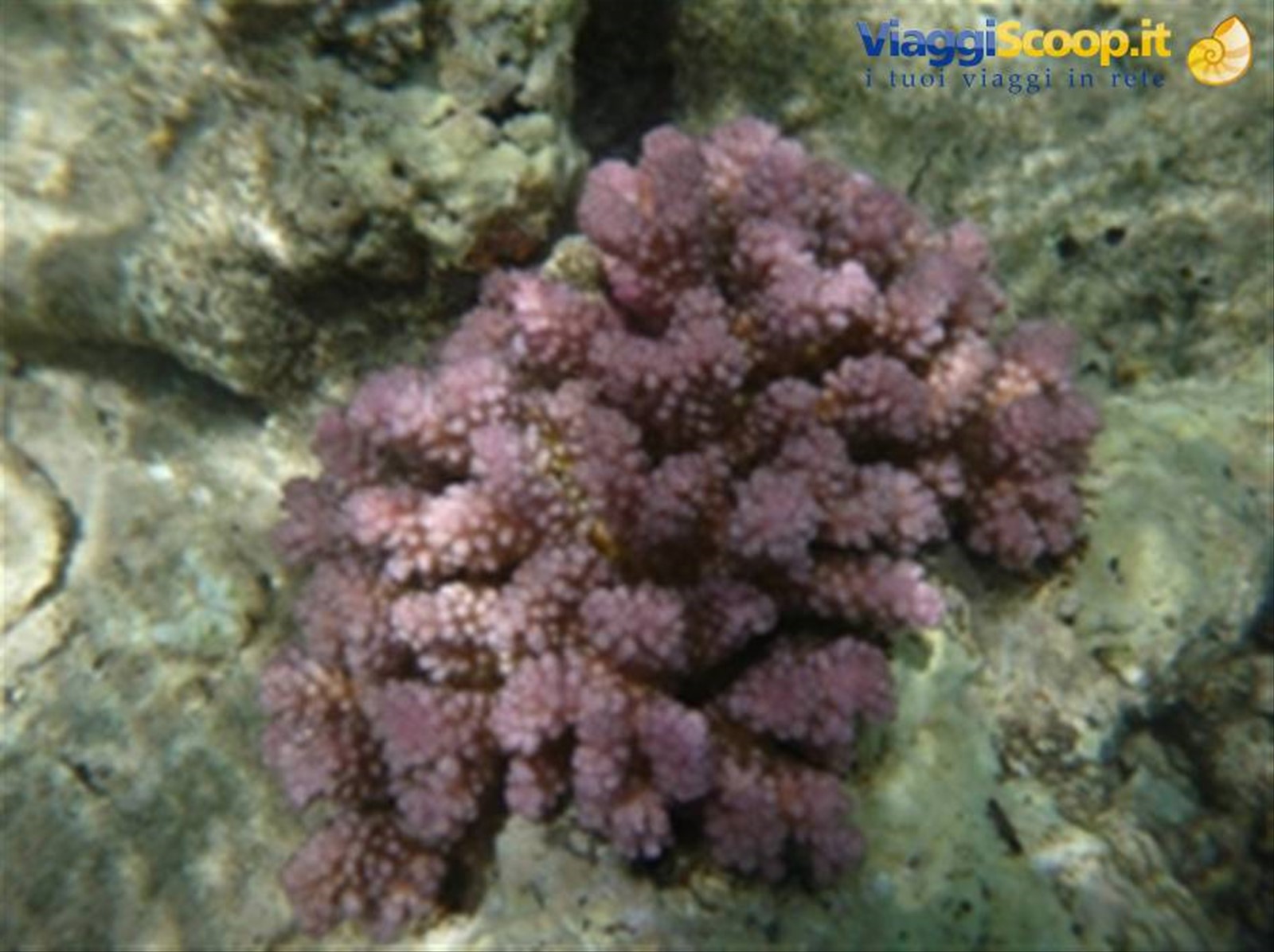 Meraviglie del. Mar Rosso