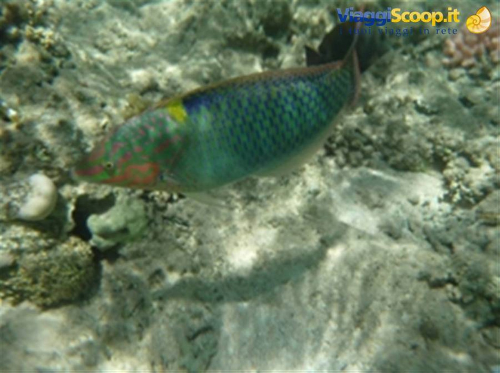 Meraviglie del. Mar Rosso