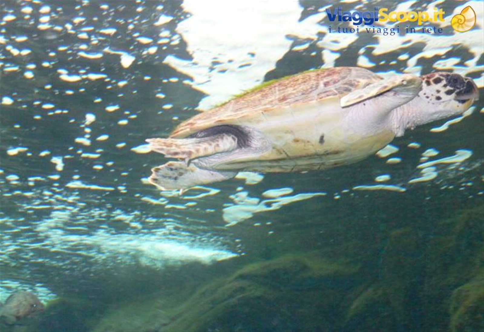 Cret@quarium