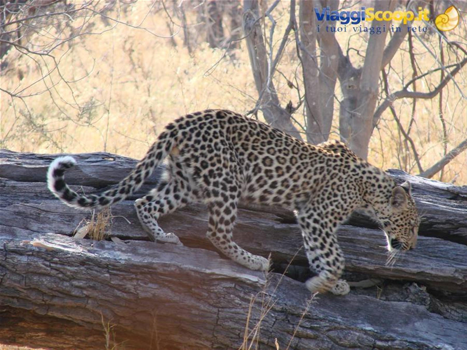 Foto di viaggio in BOTSWANA