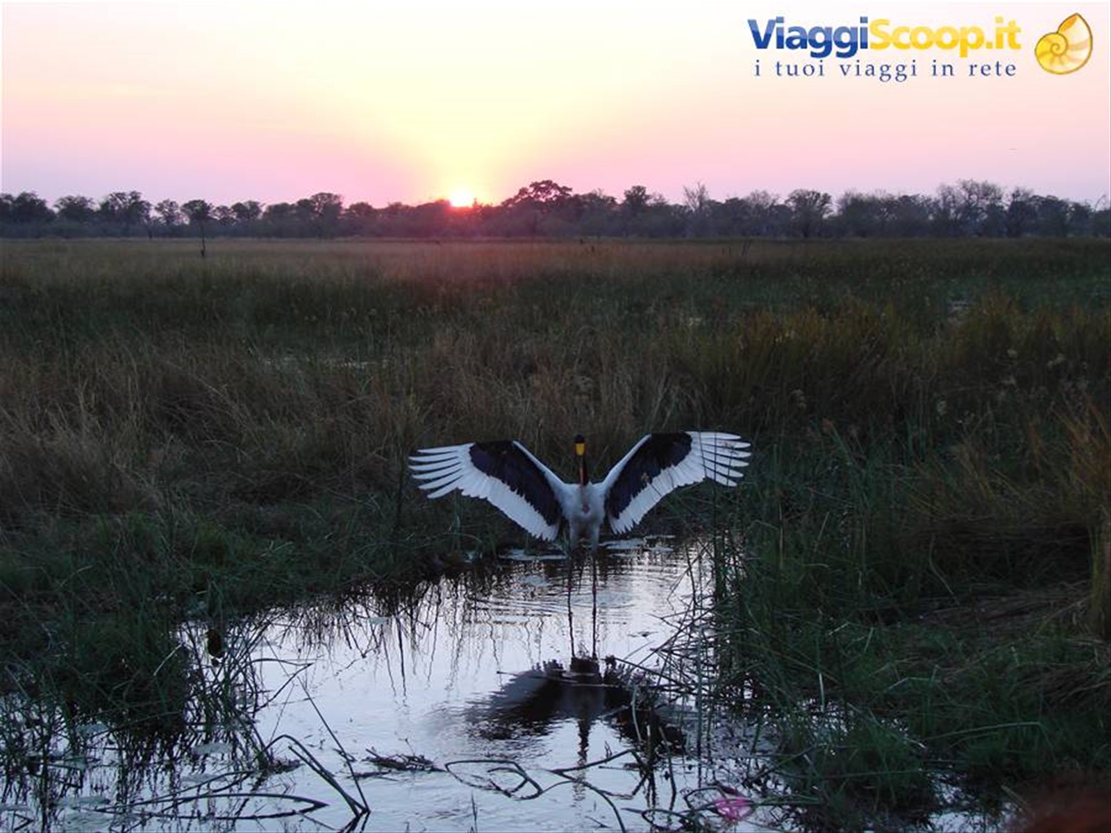 Foto di viaggio in BOTSWANA