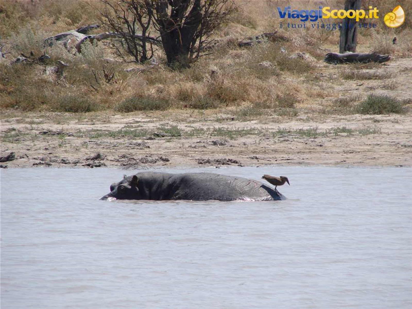 Foto di viaggio in BOTSWANA