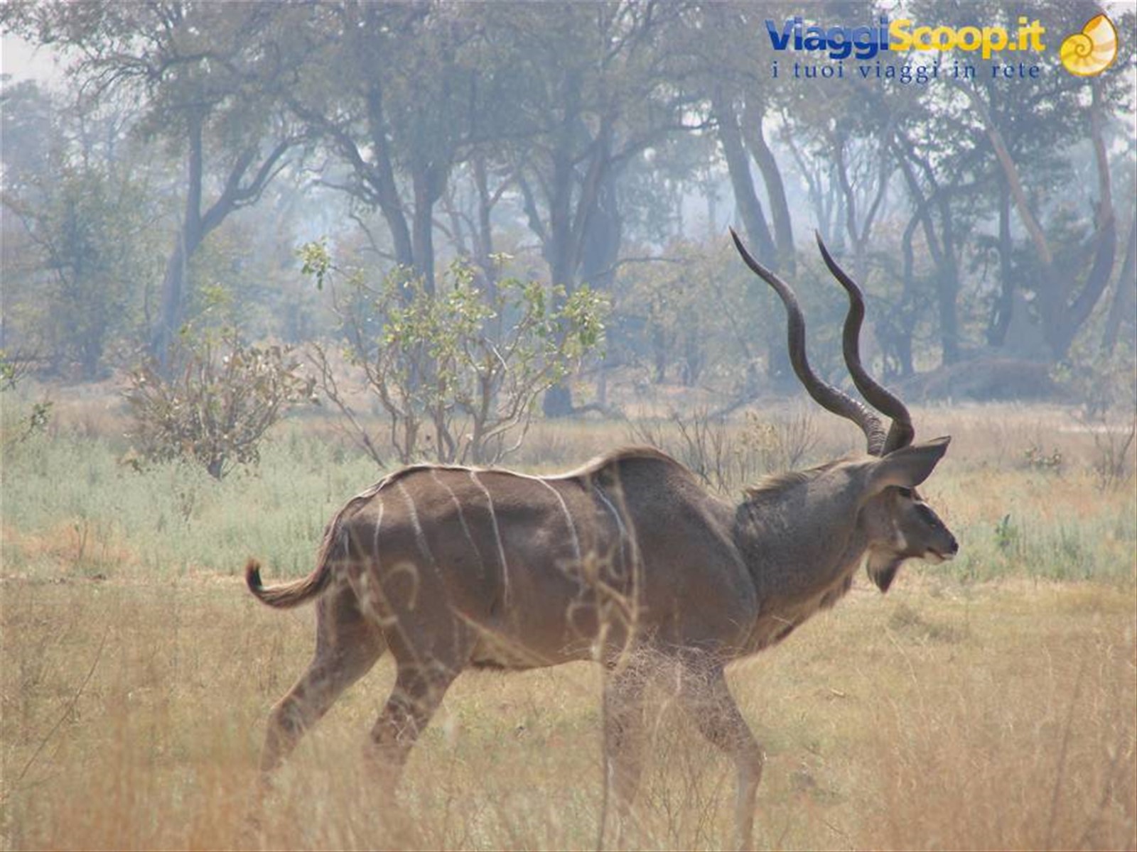 Foto di viaggio in BOTSWANA