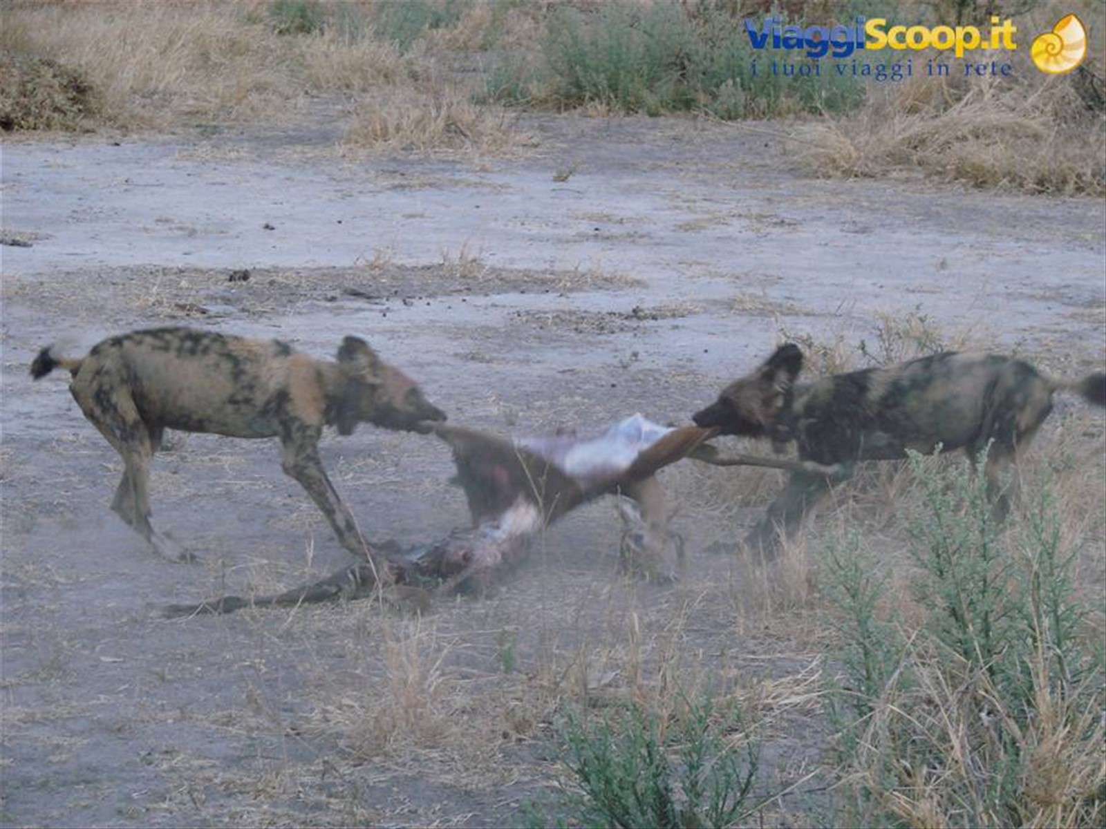 Foto di viaggio in BOTSWANA
