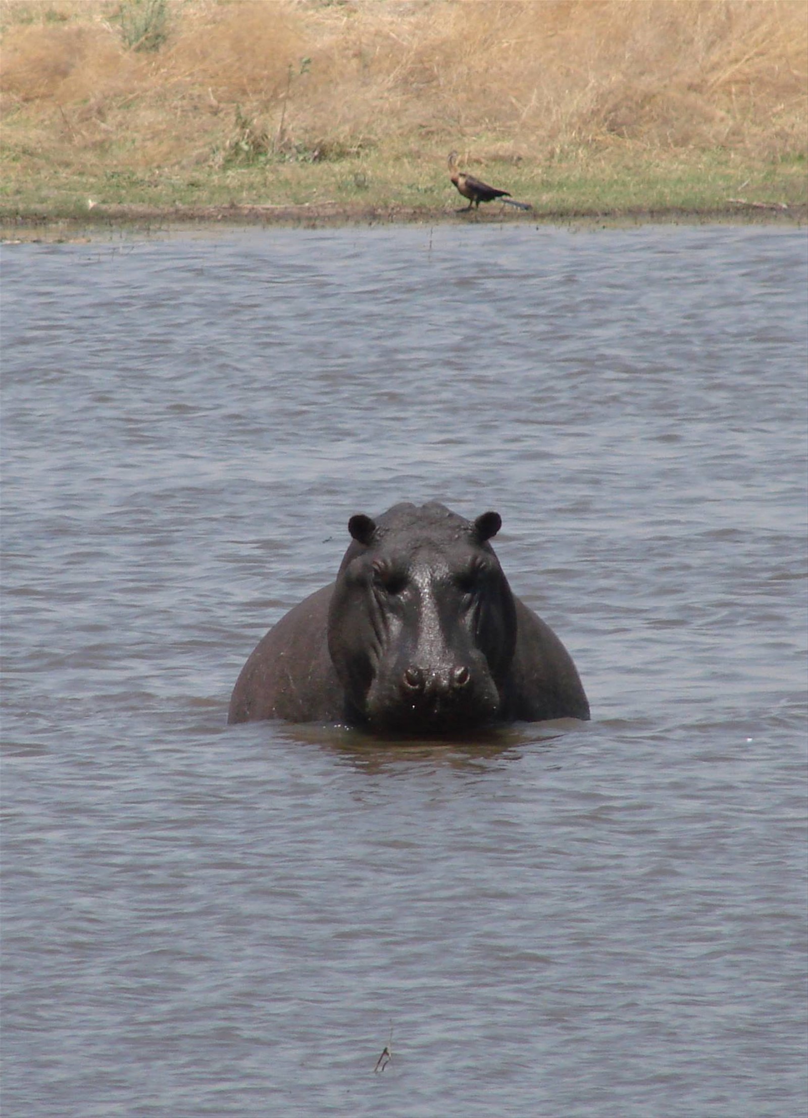 Foto di viaggio in BOTSWANA