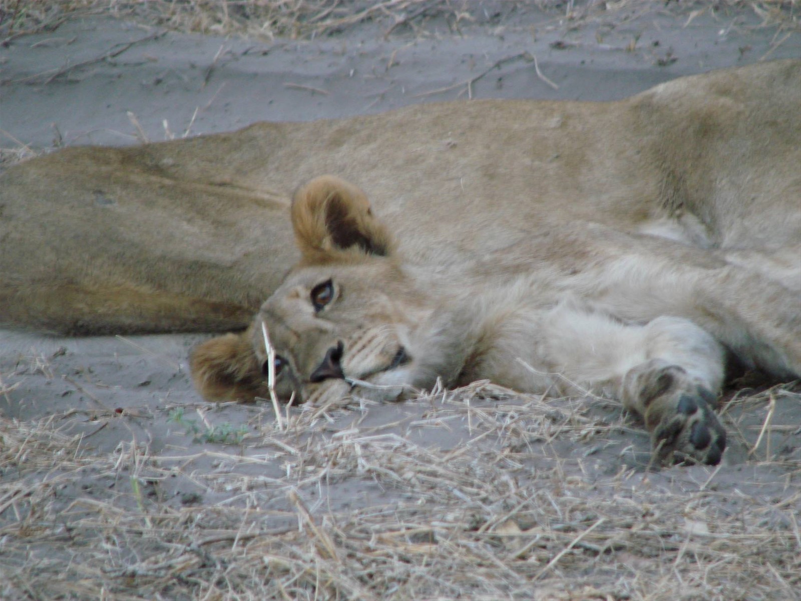 Foto di viaggio in BOTSWANA