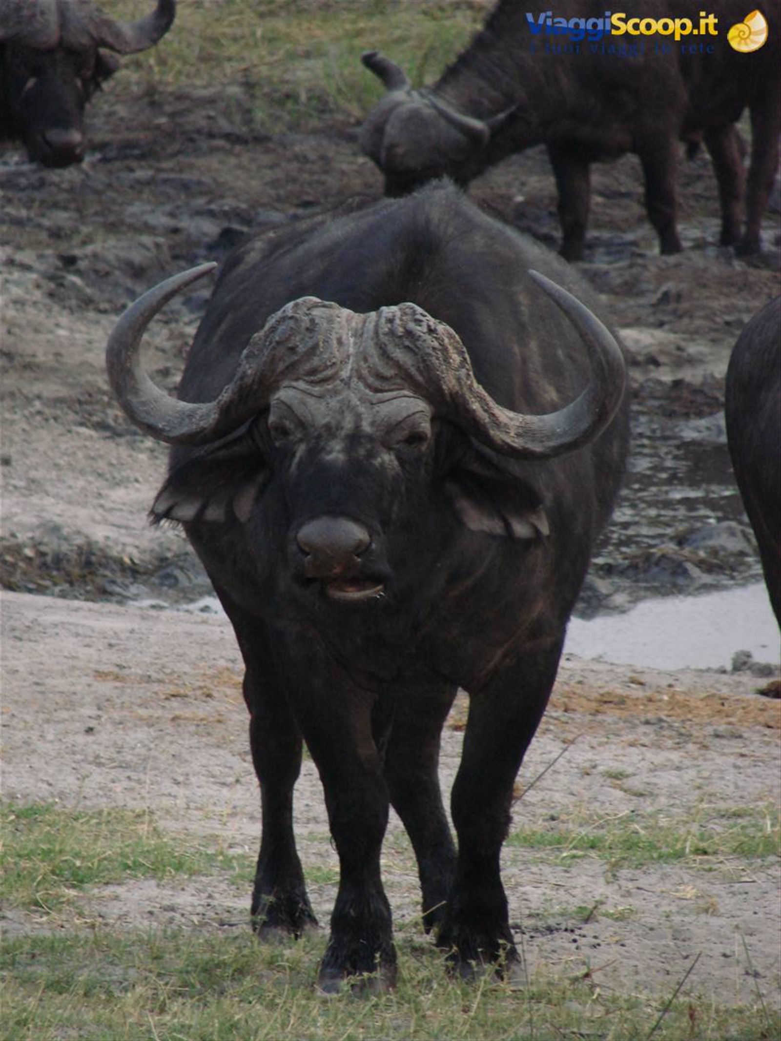 Foto di viaggio in BOTSWANA