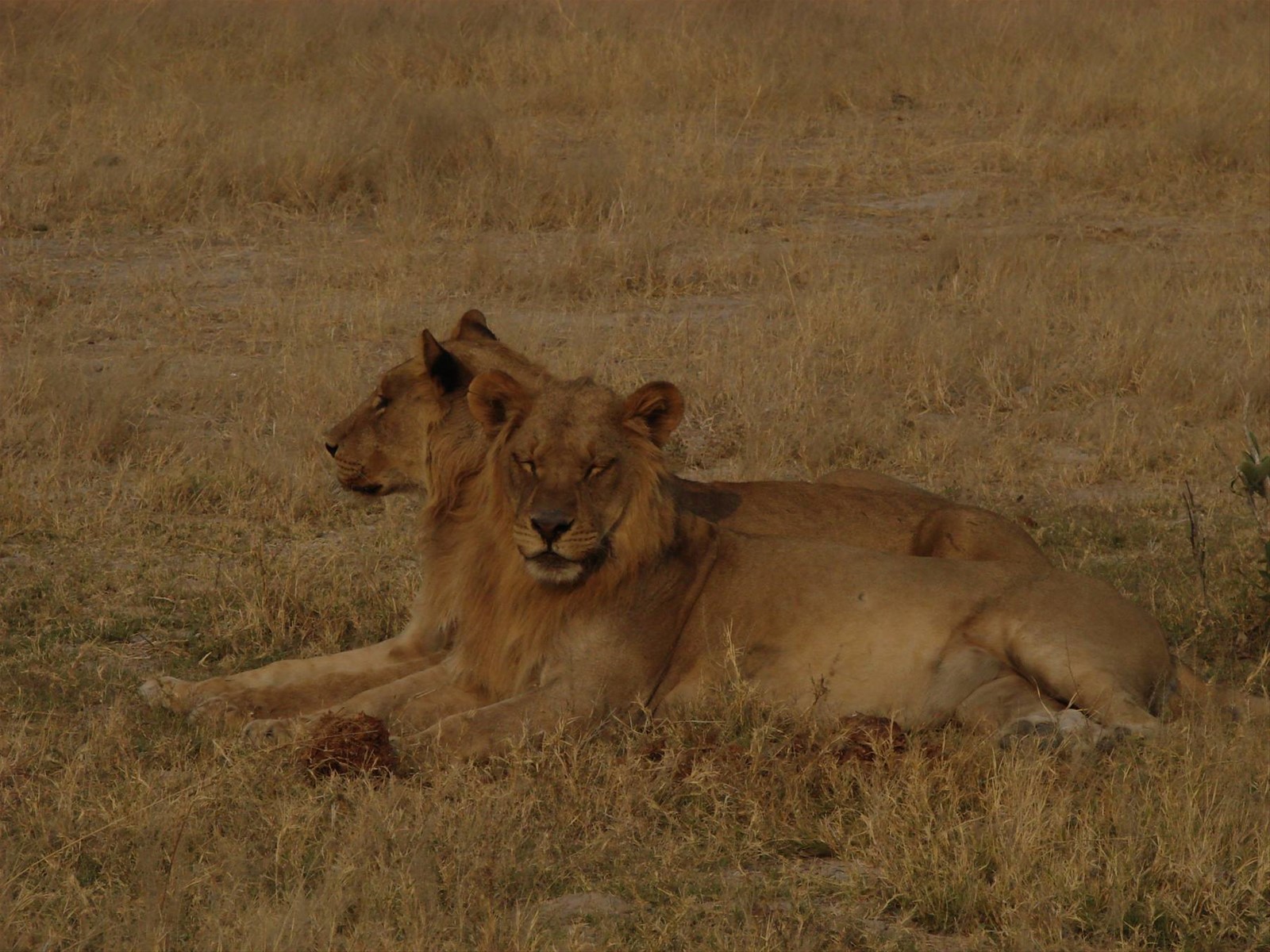 Foto di viaggio in BOTSWANA