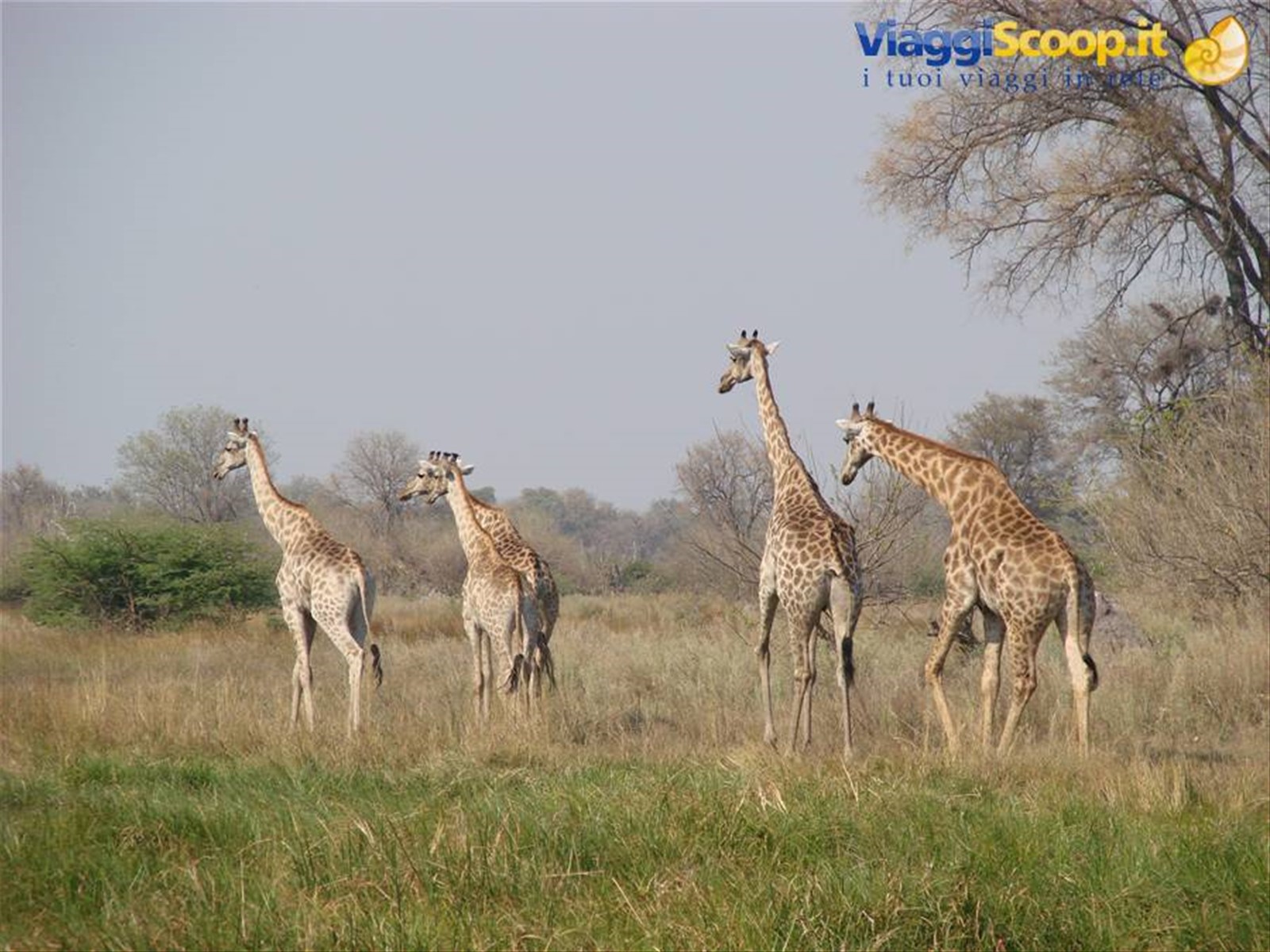 Foto di viaggio in BOTSWANA