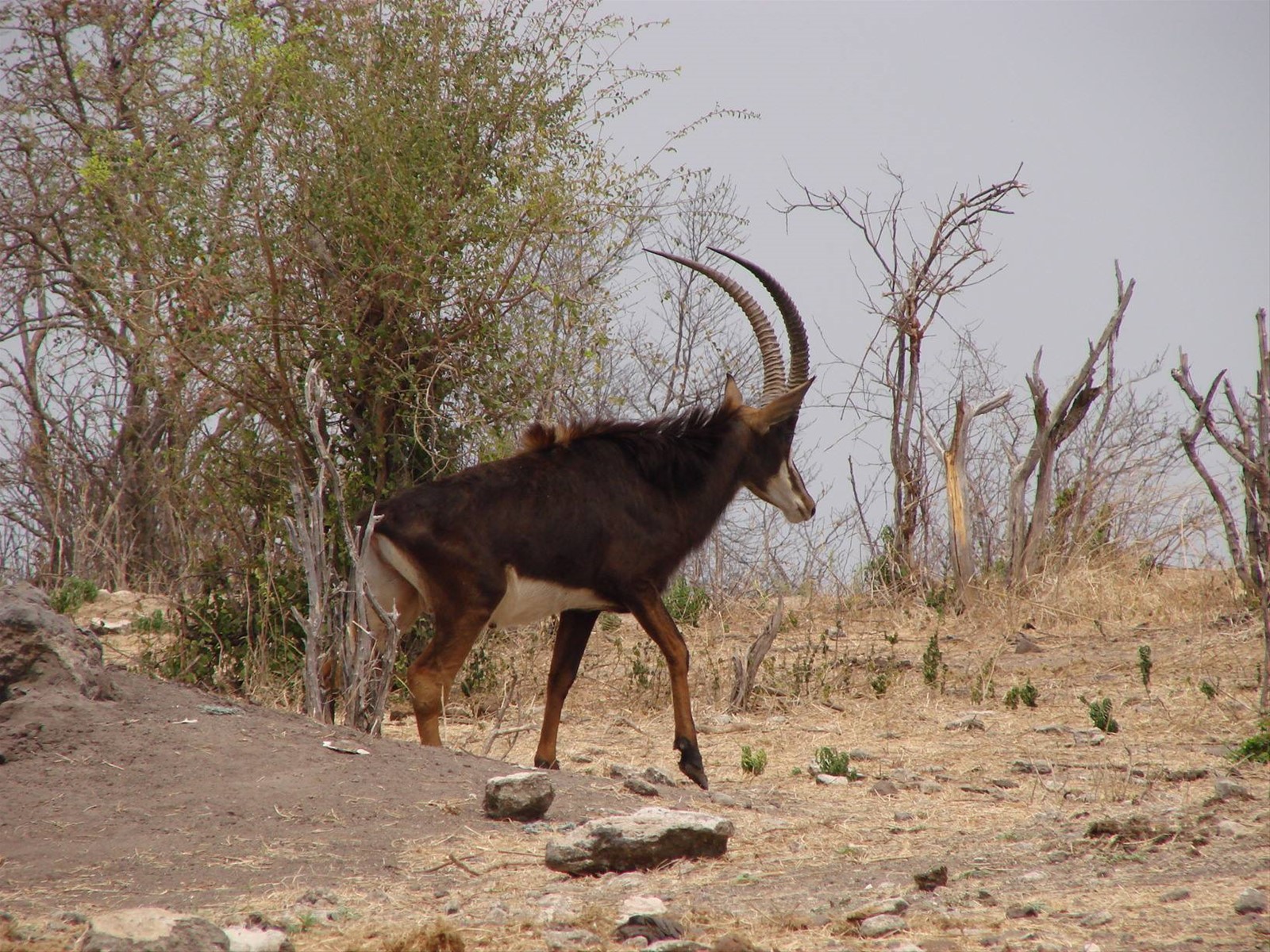 Foto di viaggio in BOTSWANA