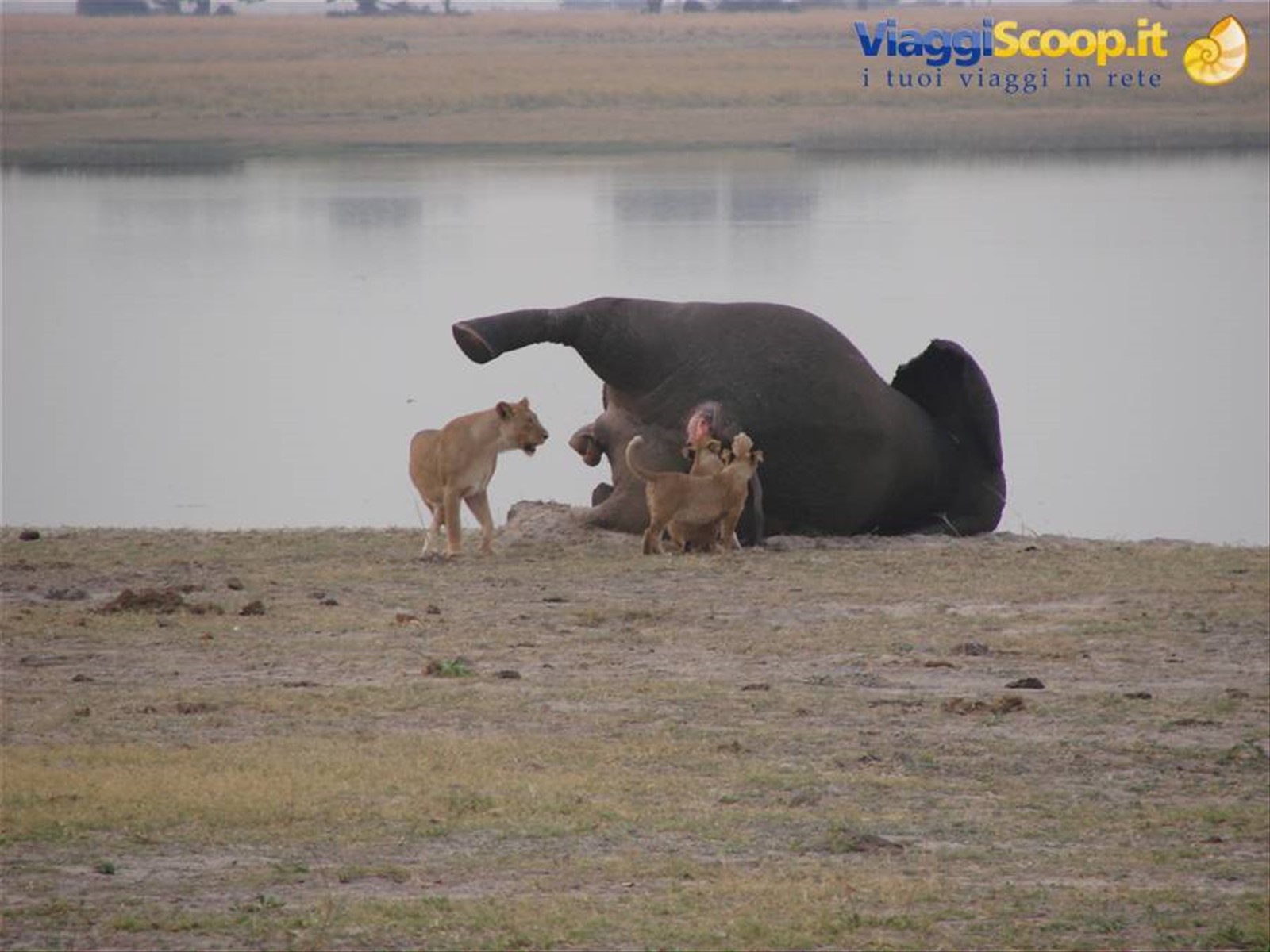Foto di viaggio in BOTSWANA