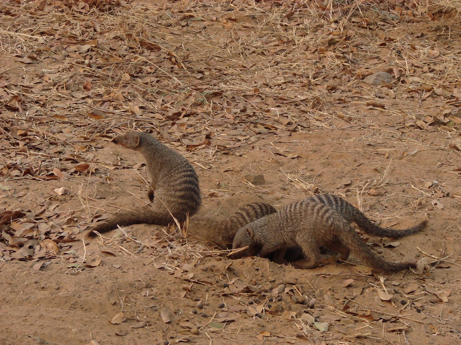 Foto di viaggio in BOTSWANA