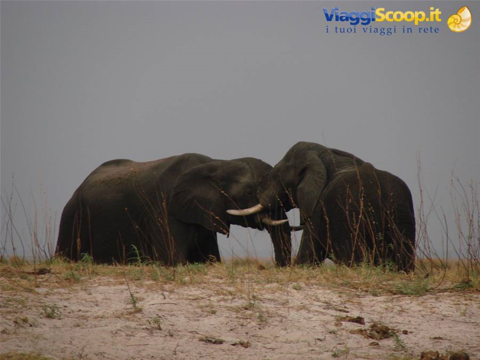 Foto di viaggio in BOTSWANA