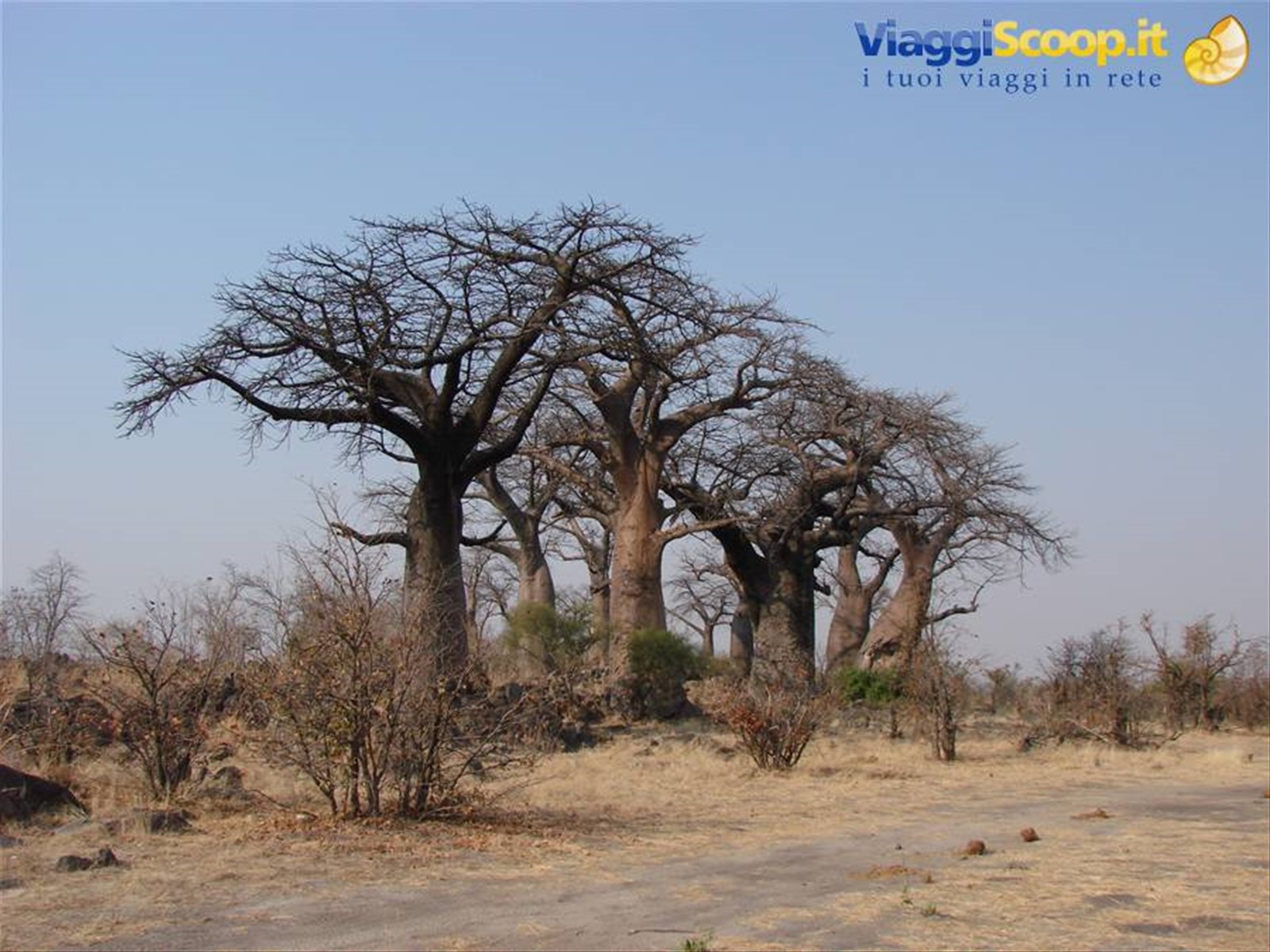 Foto di viaggio in BOTSWANA