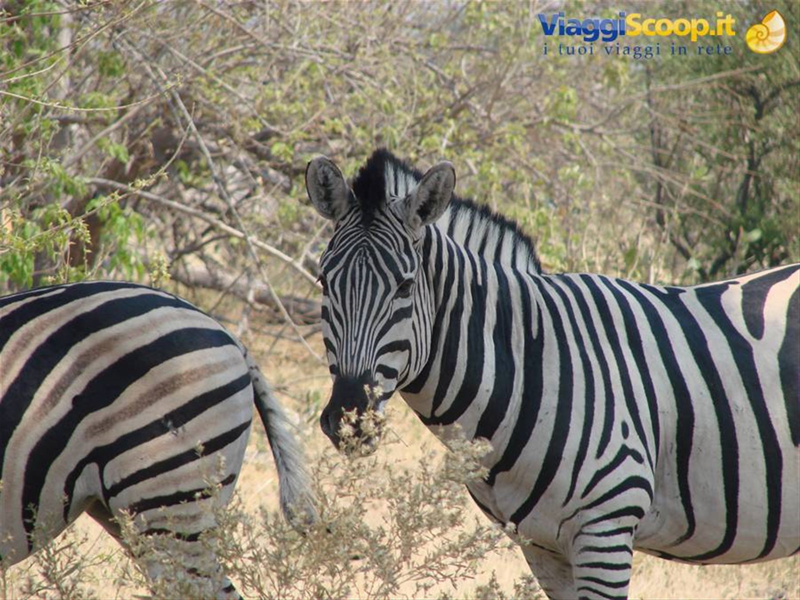 Foto di viaggio in BOTSWANA