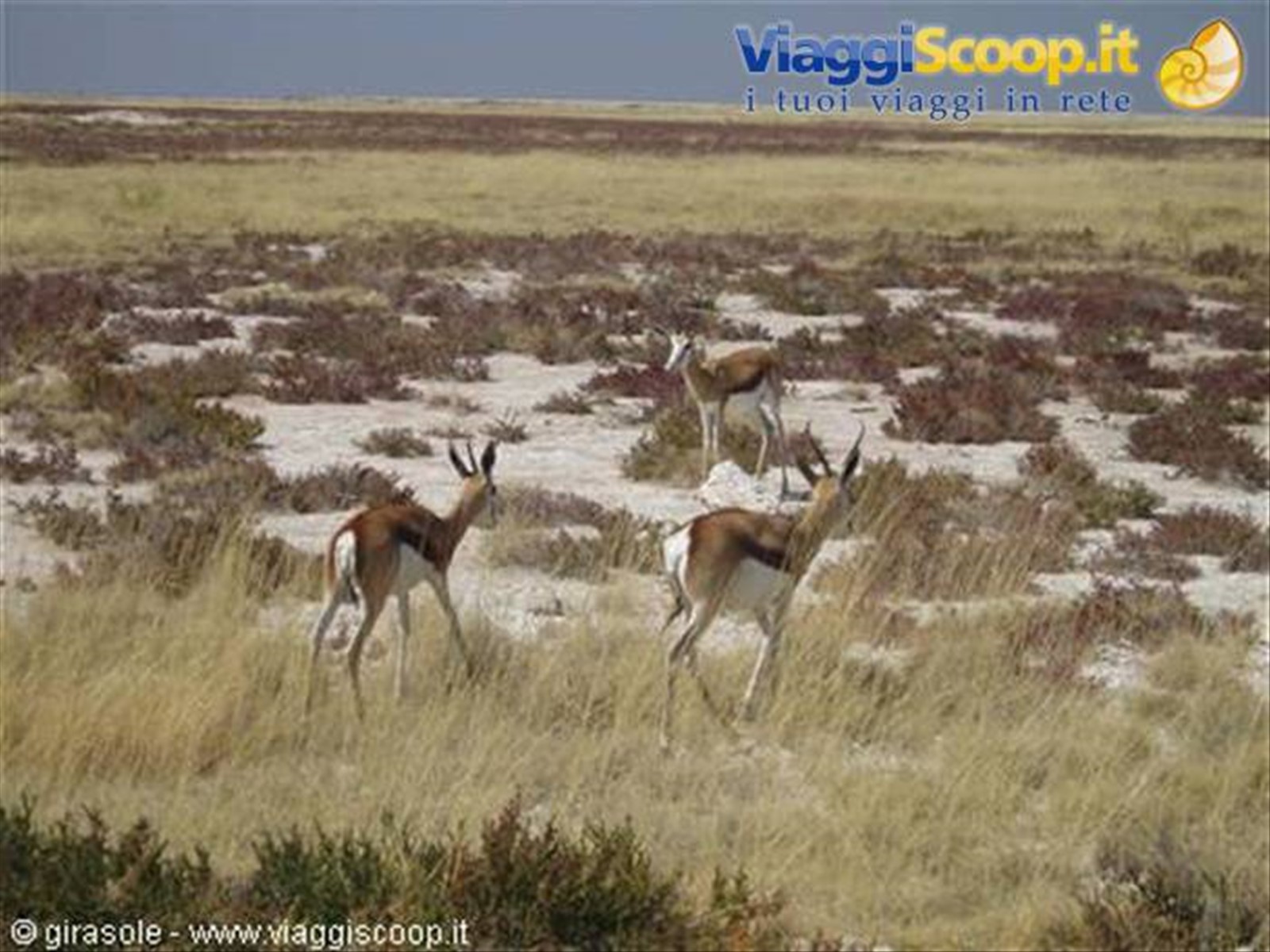 Springboks nel parco Ethosa
