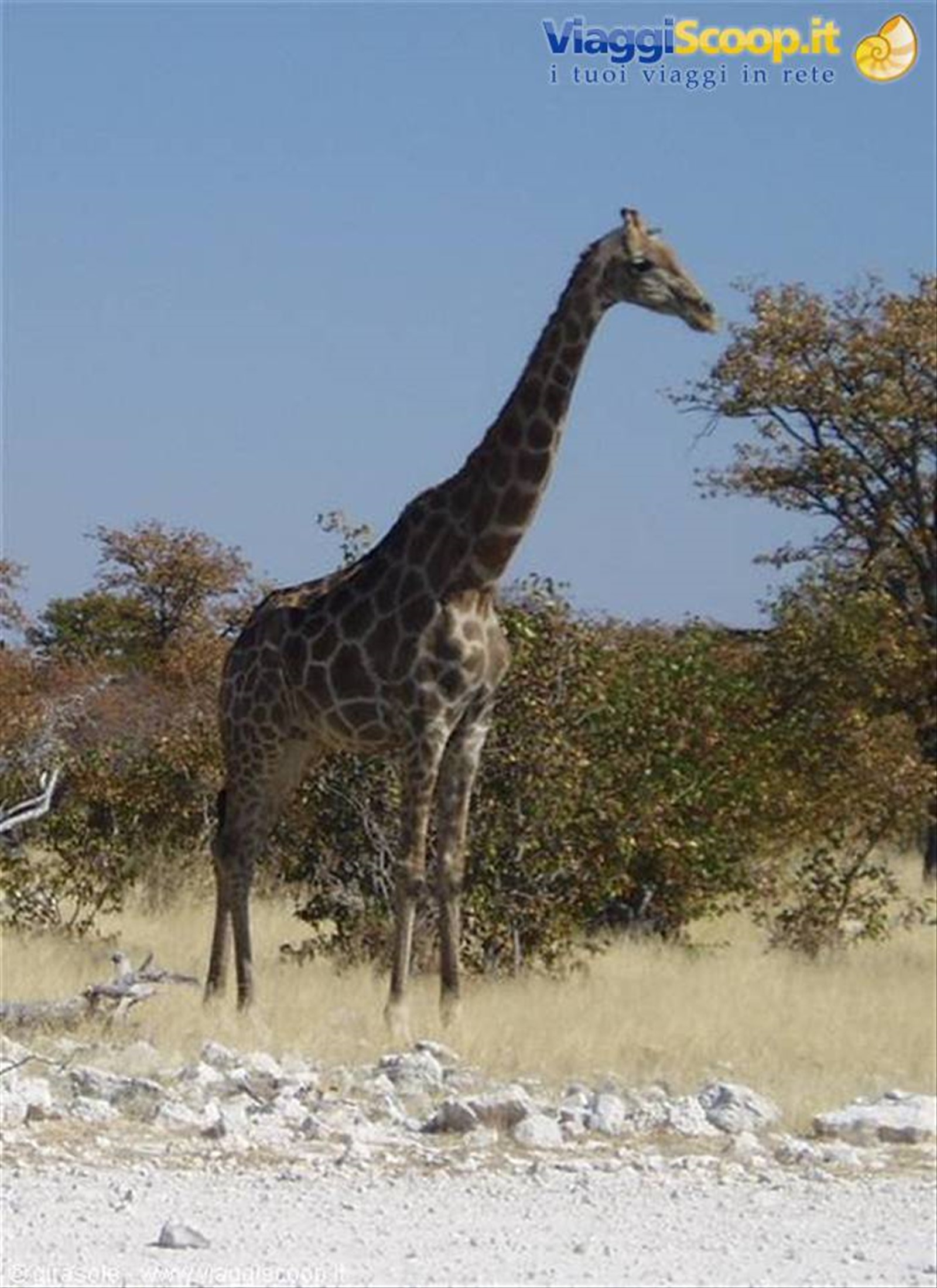 Giraffa all'Ethosa