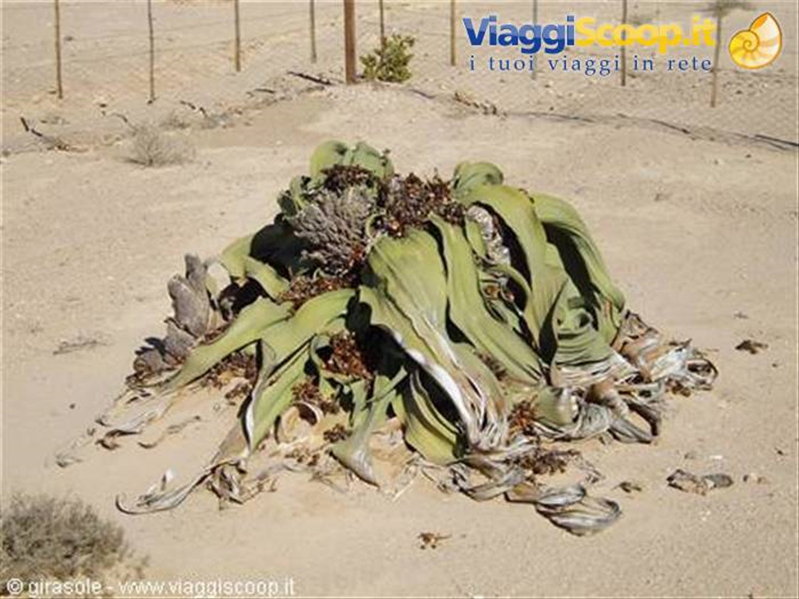 welwitschia