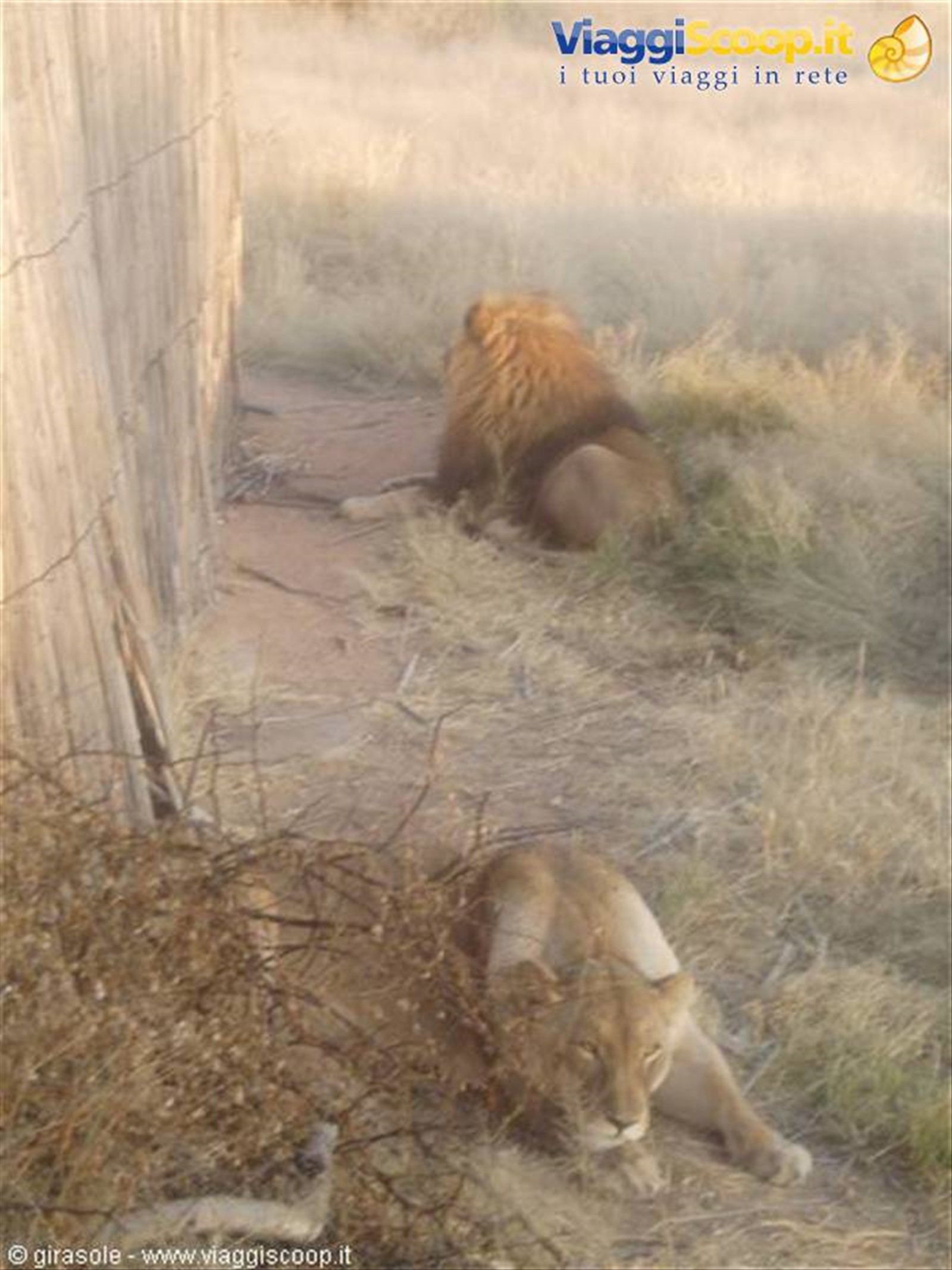 Leoni a Okonjima