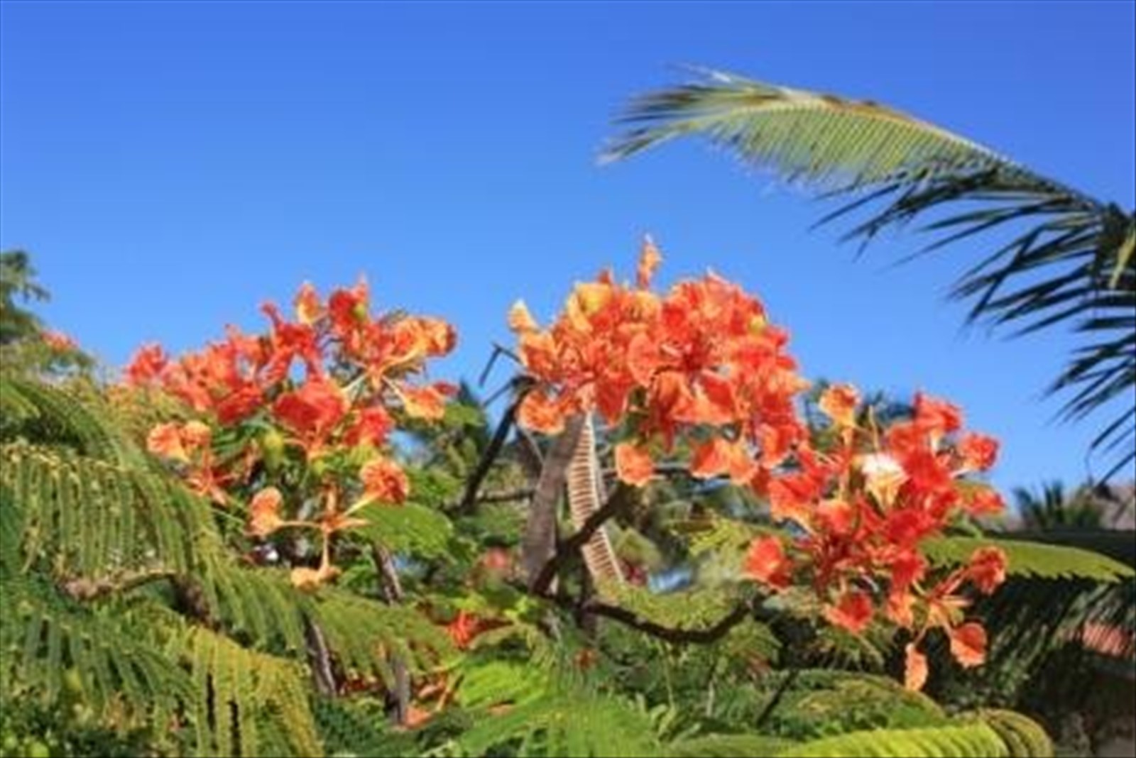 I fiori del giardino