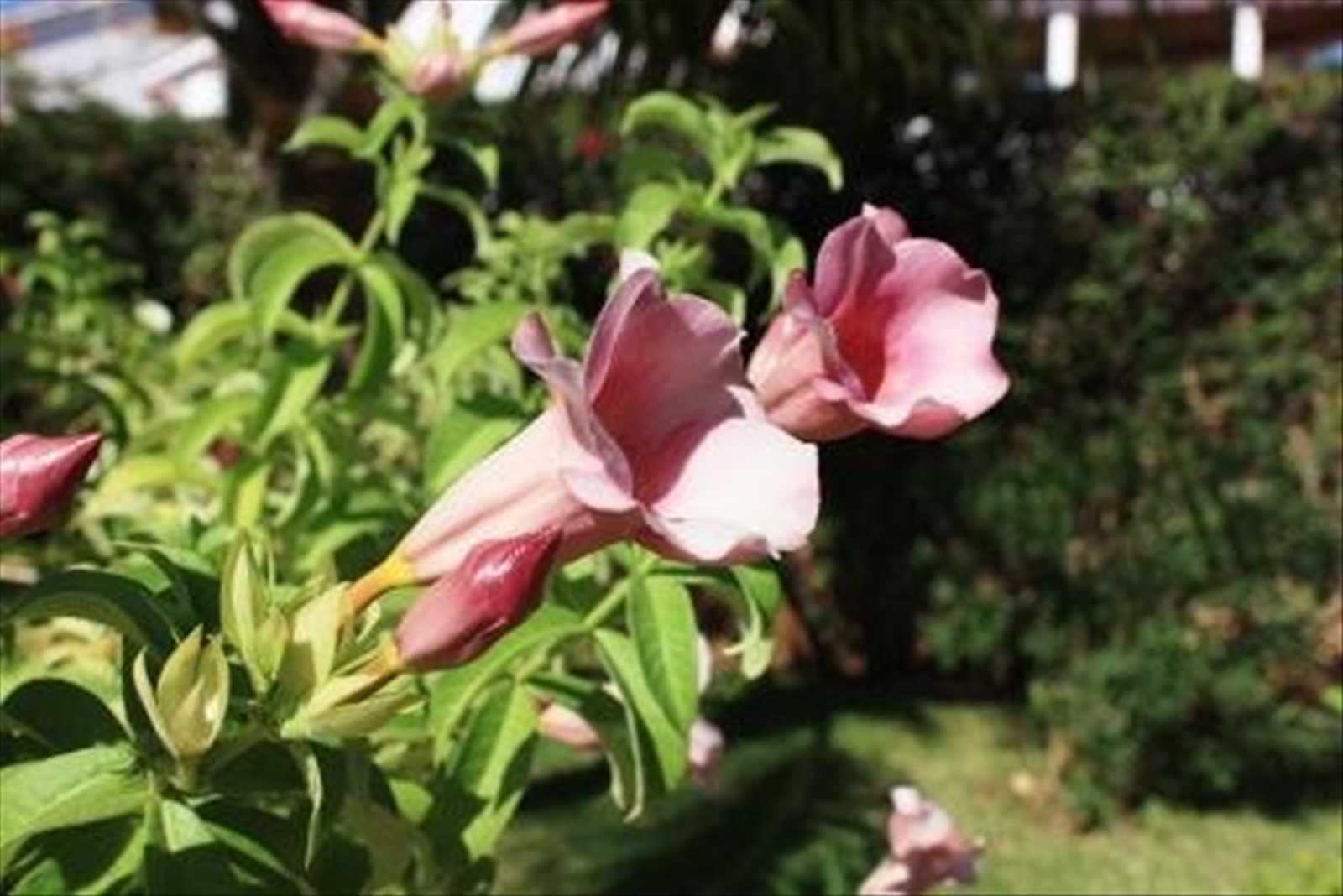 I fiori del giardino