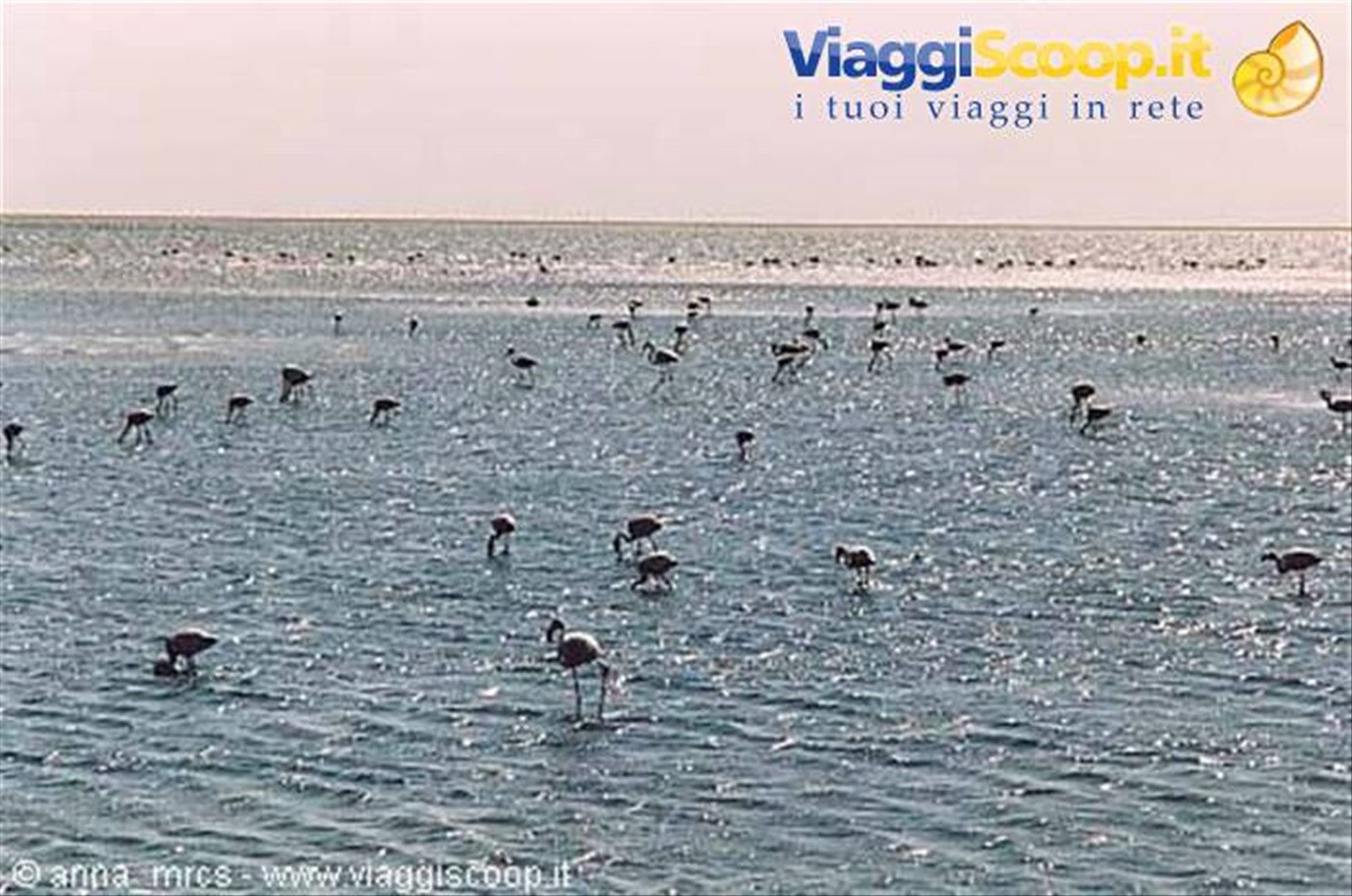 Fenicotteri a Walvis Bay