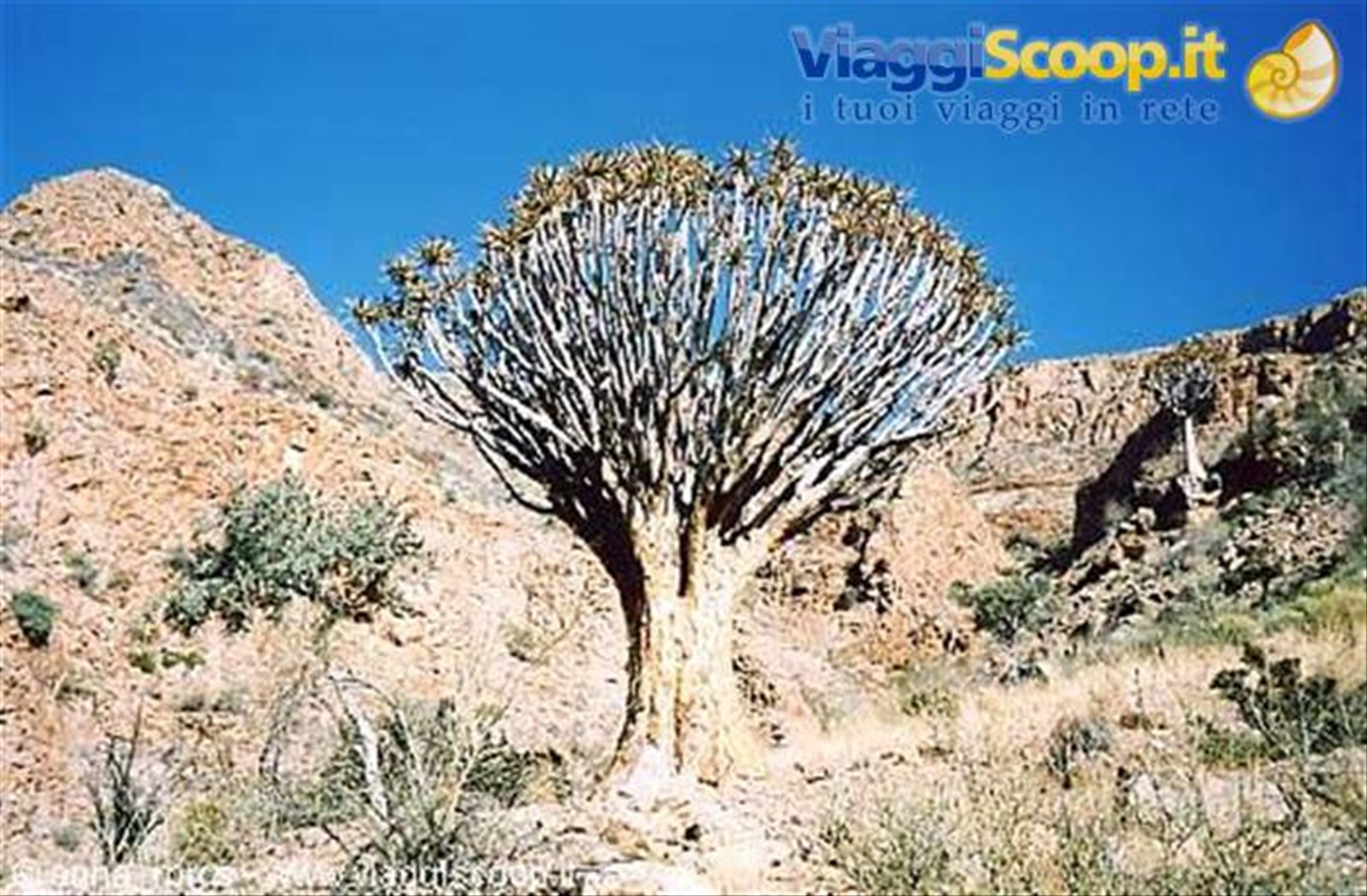 Albero Faretra lungo il percorso del Waterkloof Trail (Naukluft Mountain)