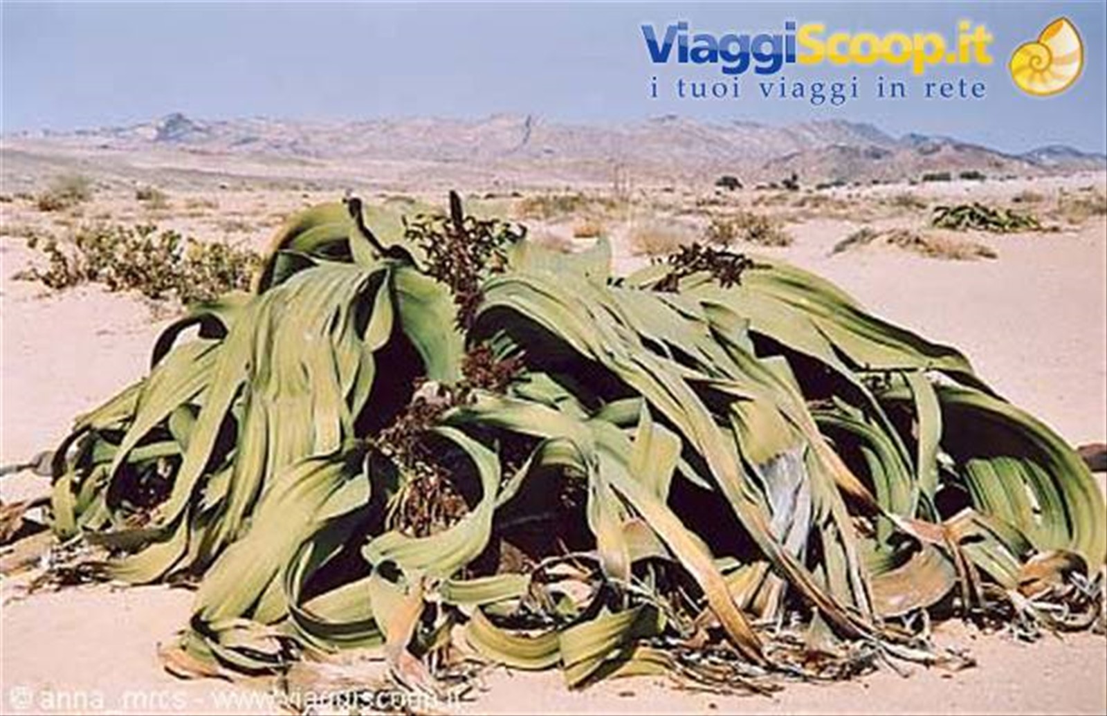 Welwitschia Mirabiles